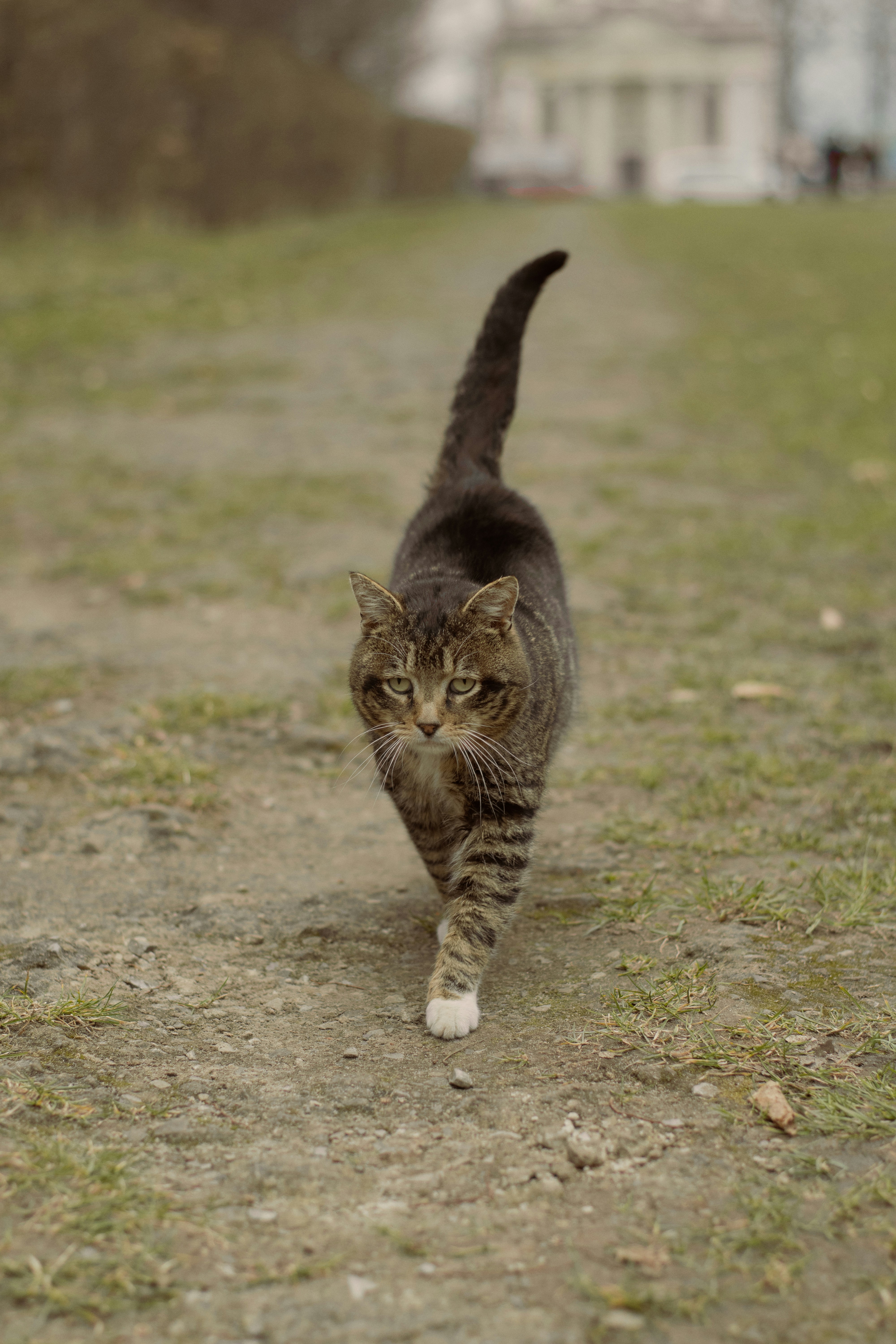 Un gato atigrado camina por un camino de tierra.