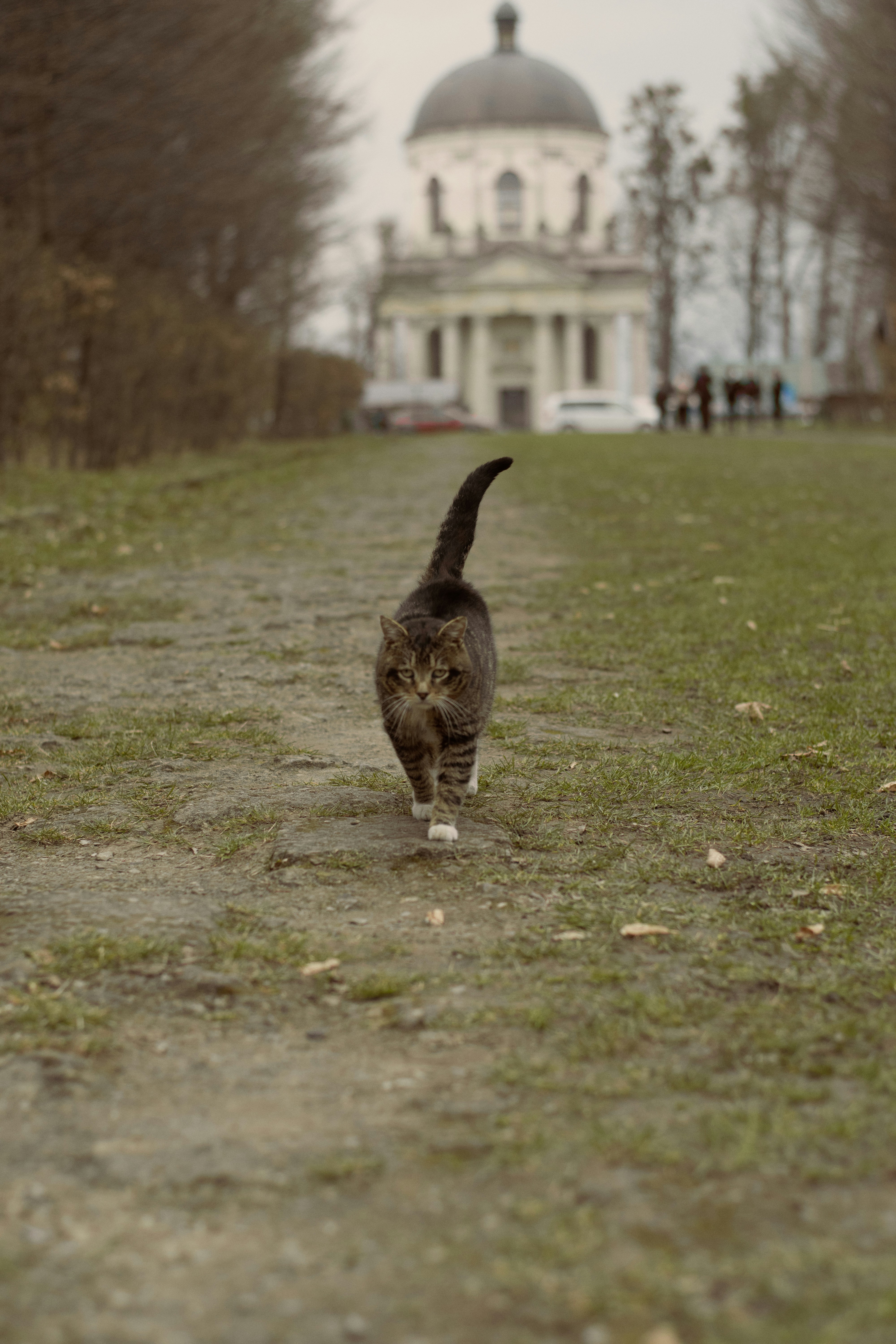 Un gato atigrado camina hacia la cámara por un camino.