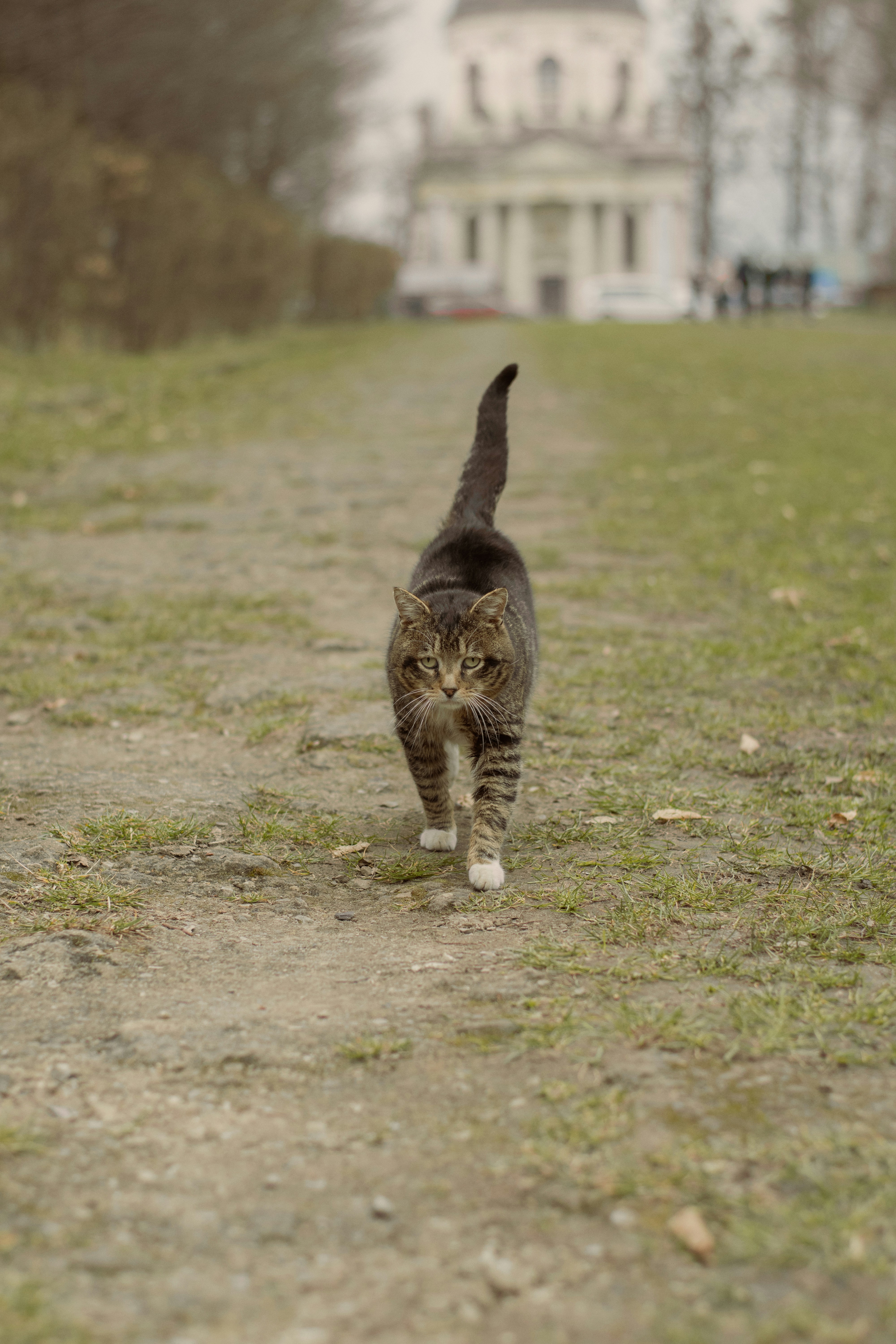 Un gato atigrado camina por un sendero cubierto de hierba.
