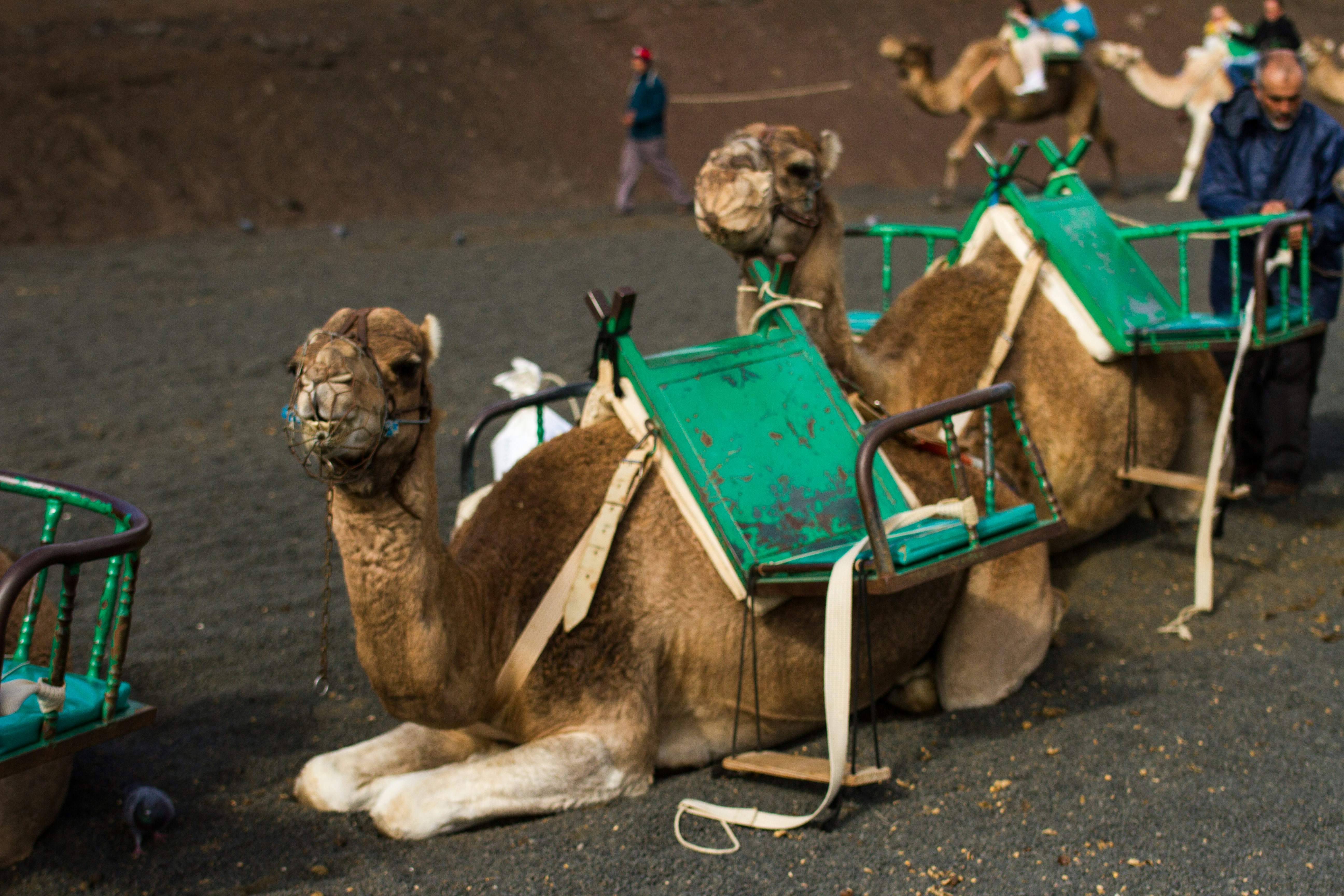 Two camels with saddles resting on rocky ground.