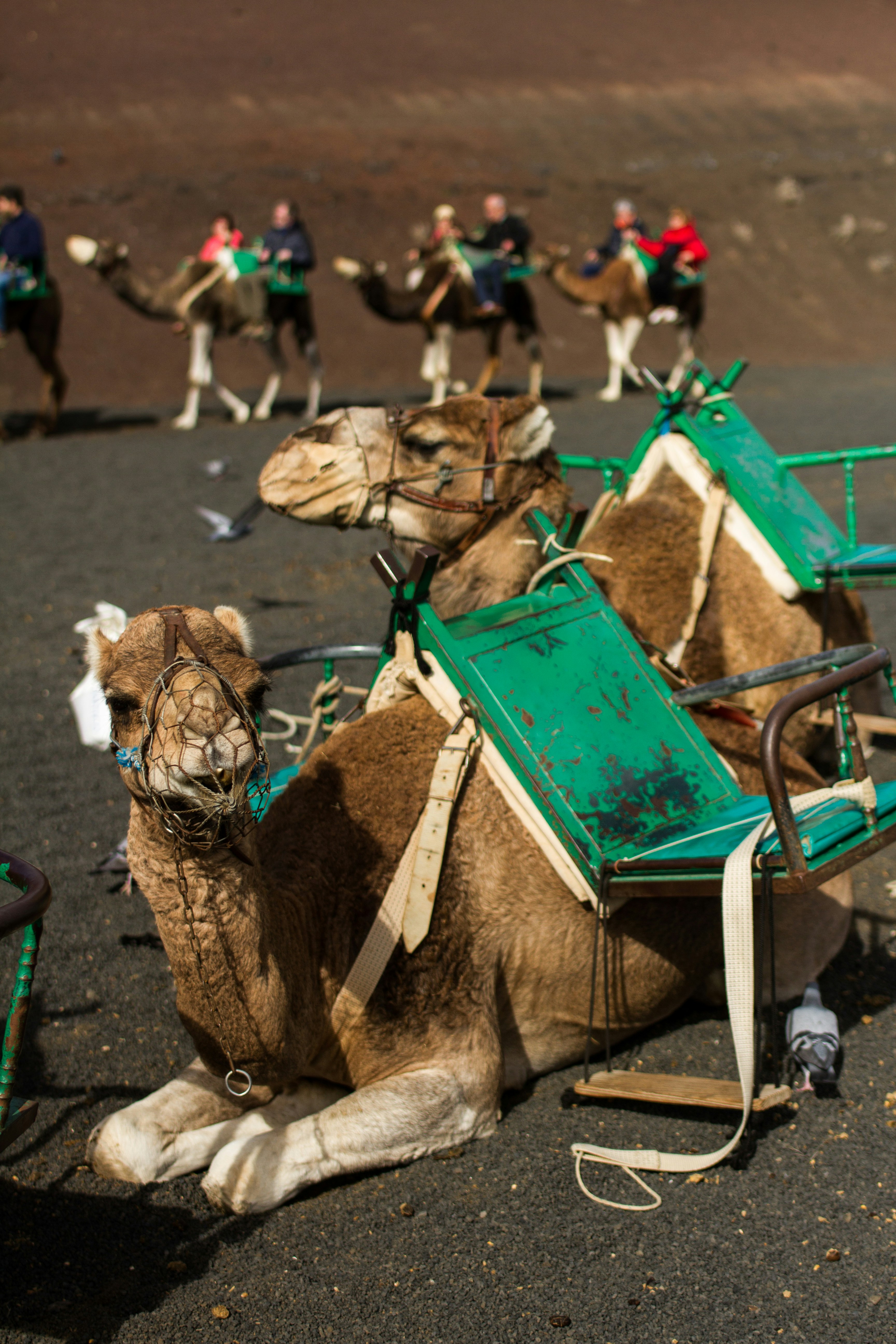 Camels with saddles rest on dark sand with riders behind.