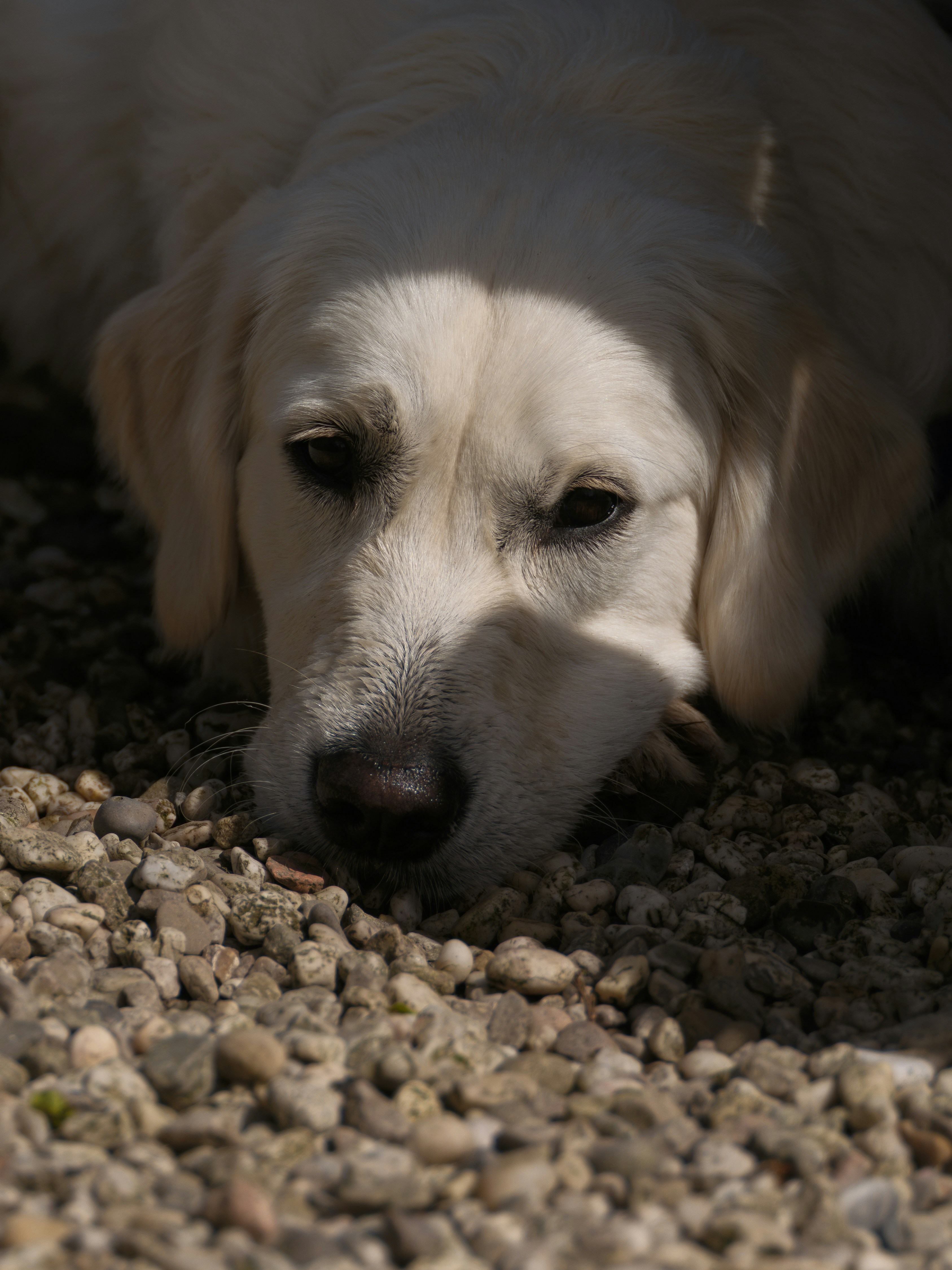 Um golden retriever repousa a cabeça sobre cascalho.