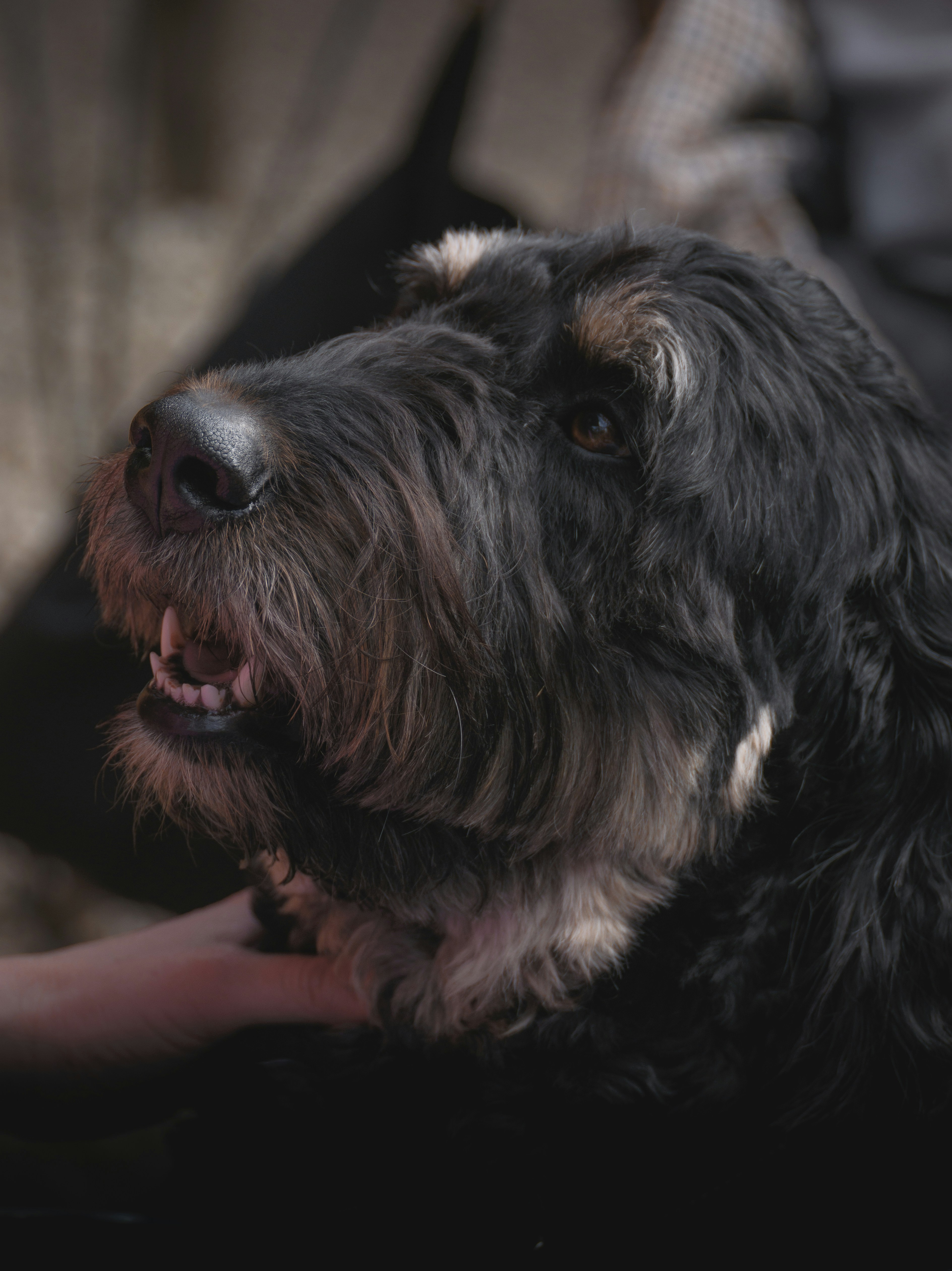 Um cachorro preto peludo, com focinheira clara.