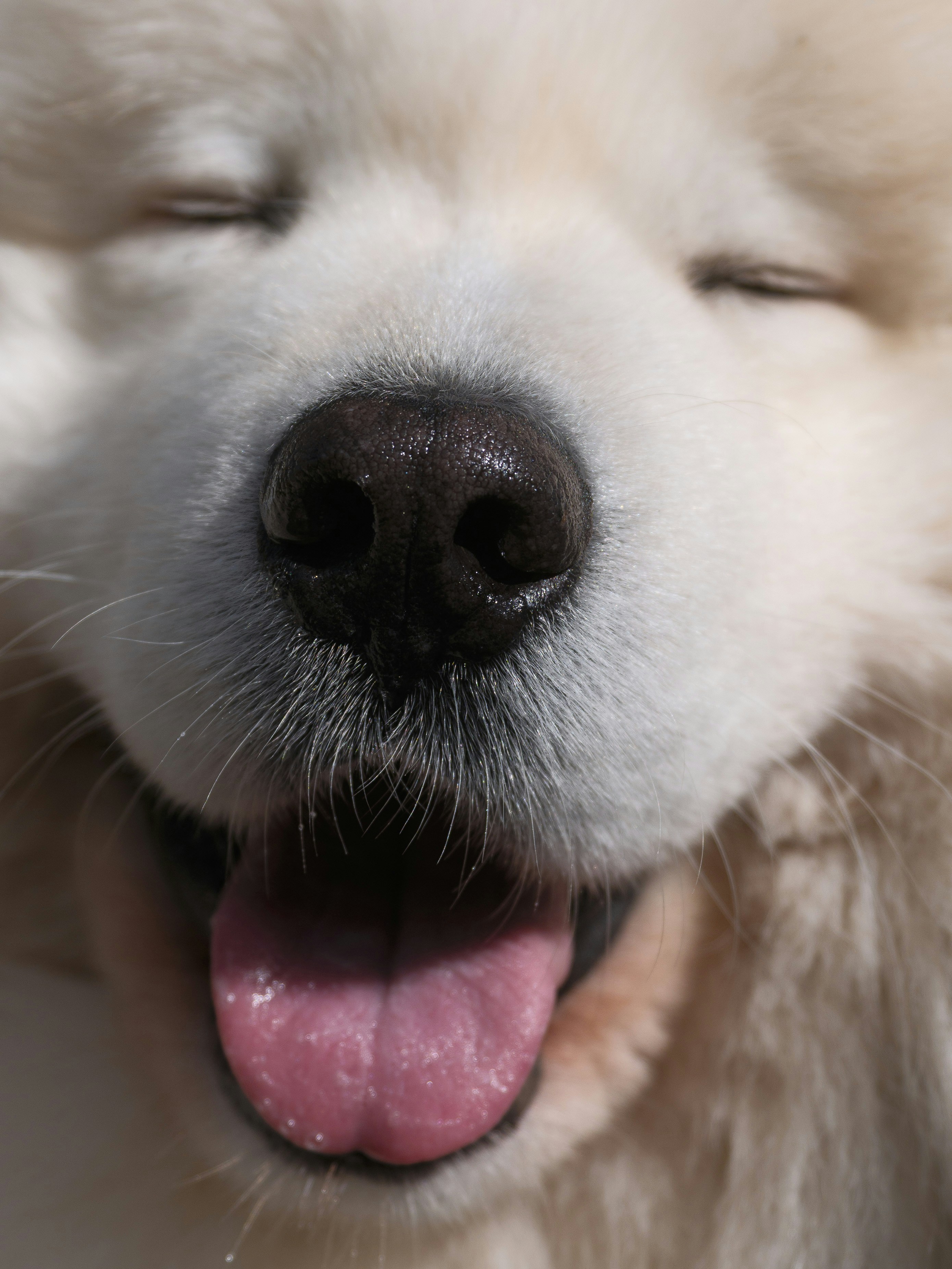 Close de um cachorro branco e fofo feliz com os olhos fechados