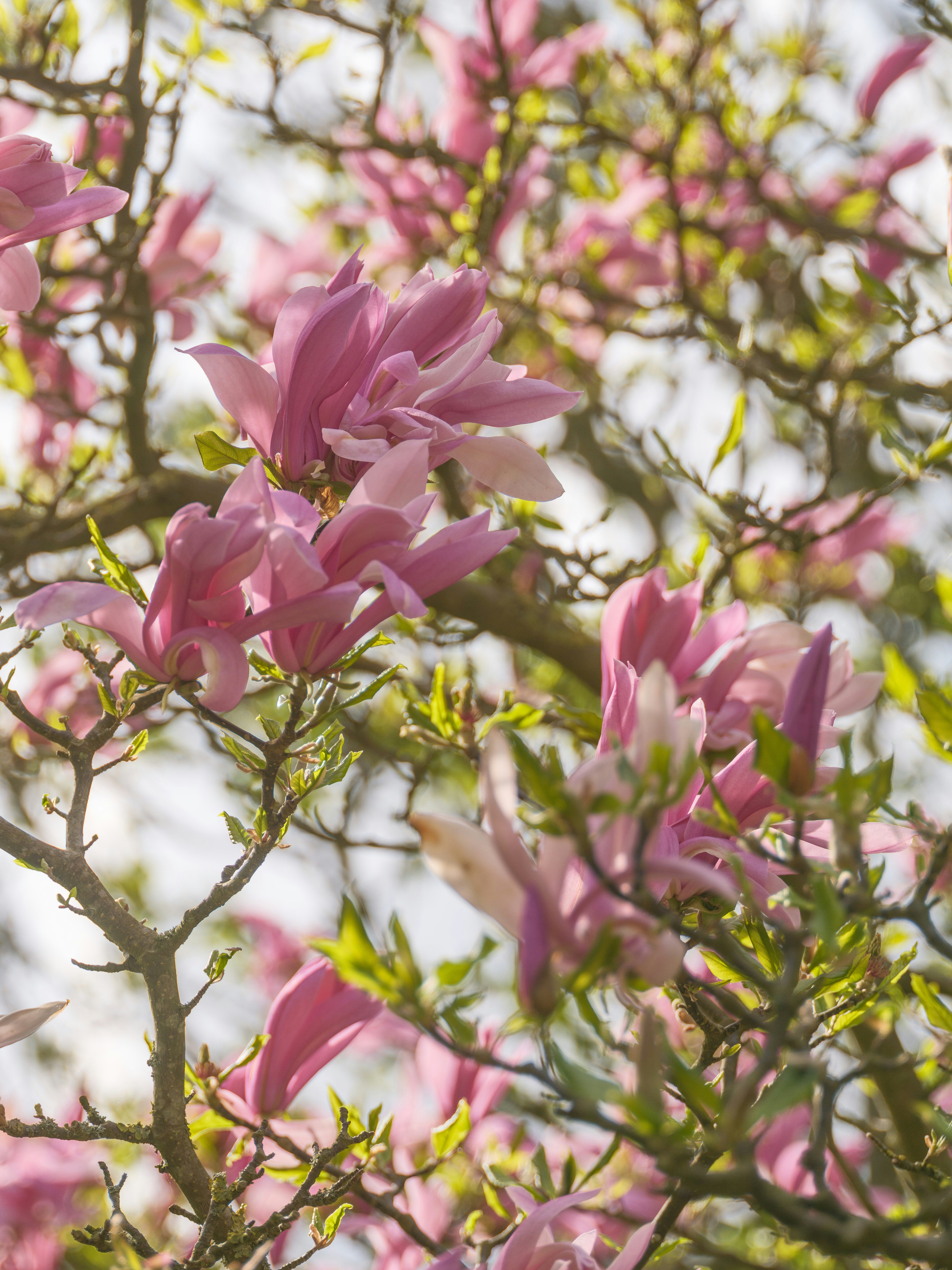 magnolia tree