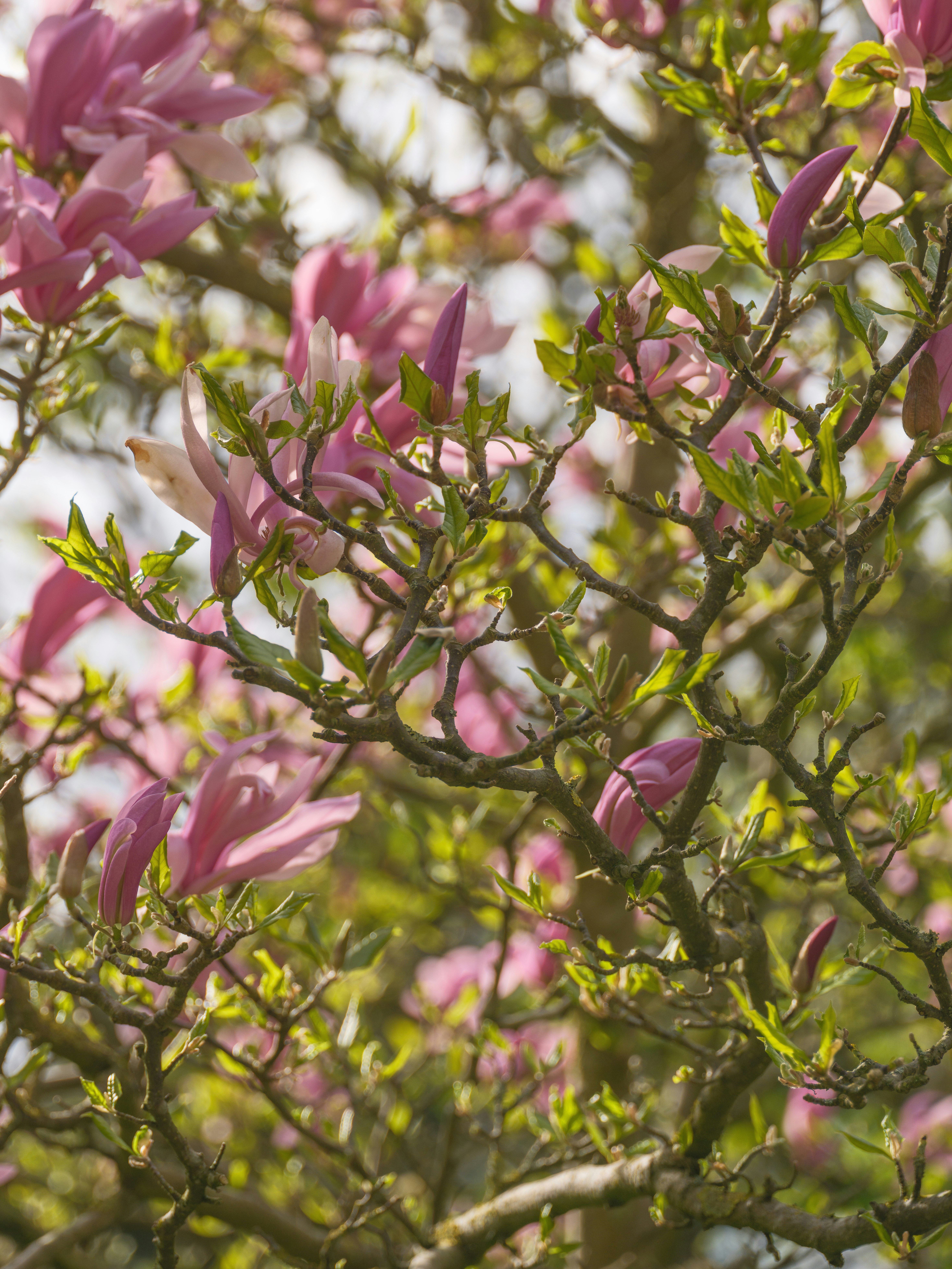 Magnólia rosa floresce em um galho de árvore.