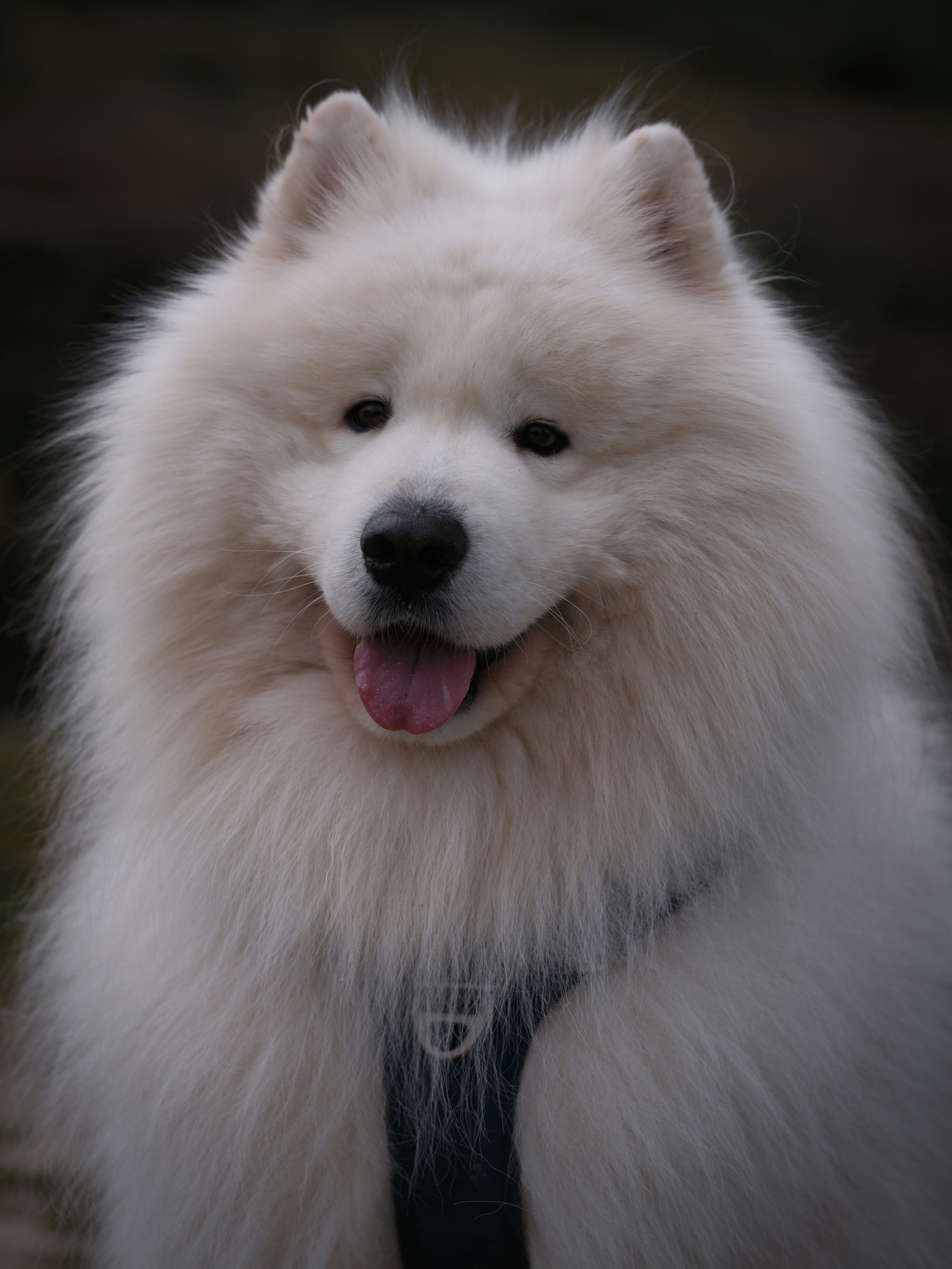 Um cão samouedo branco e fofo com a língua de fora
