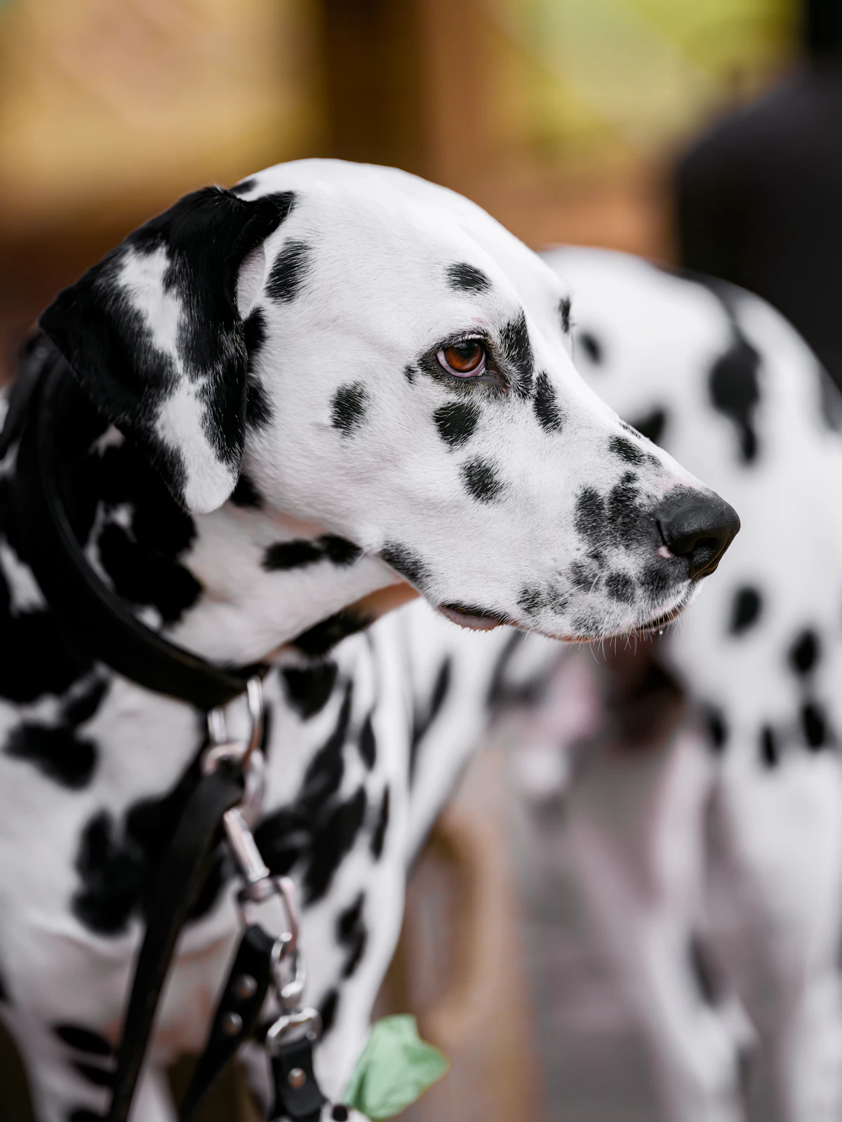 Adult Dalmatian dog with black spots