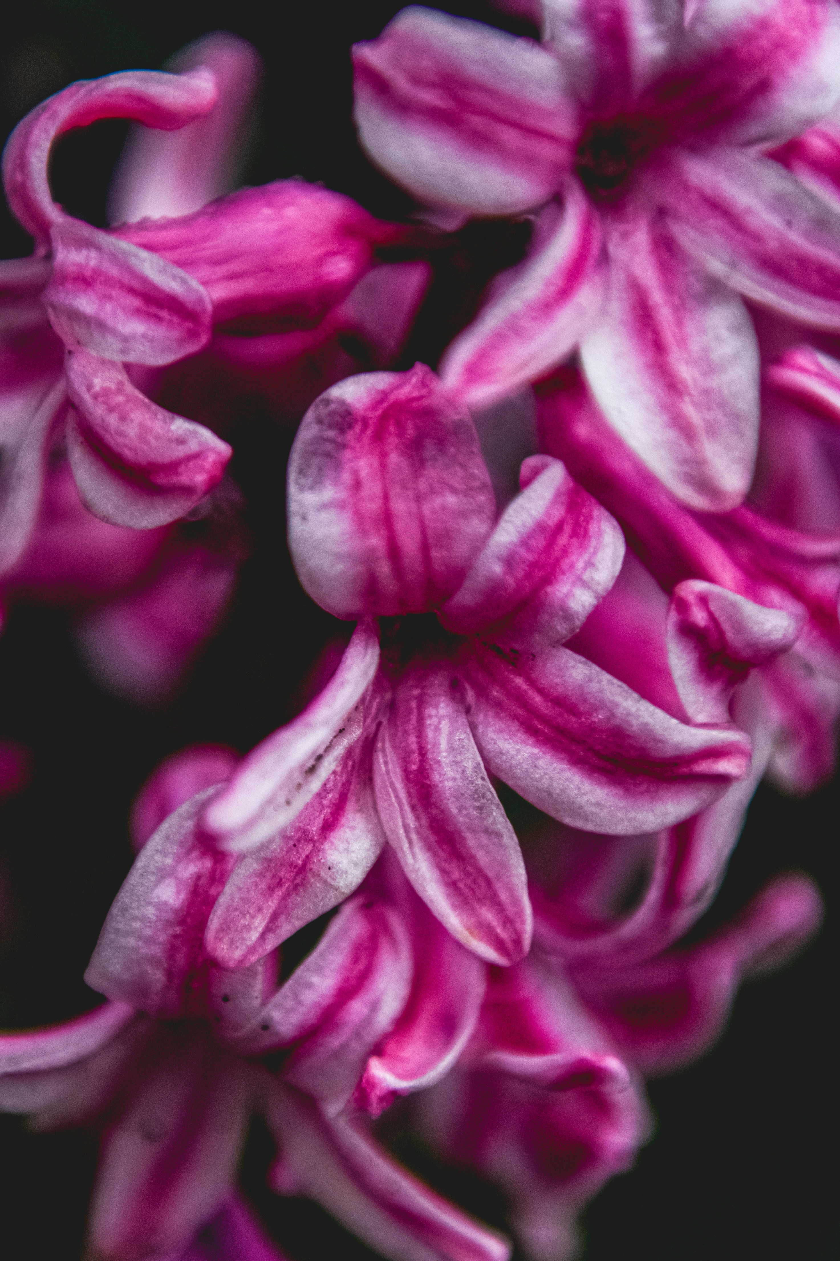 Photo by freefolkphoto