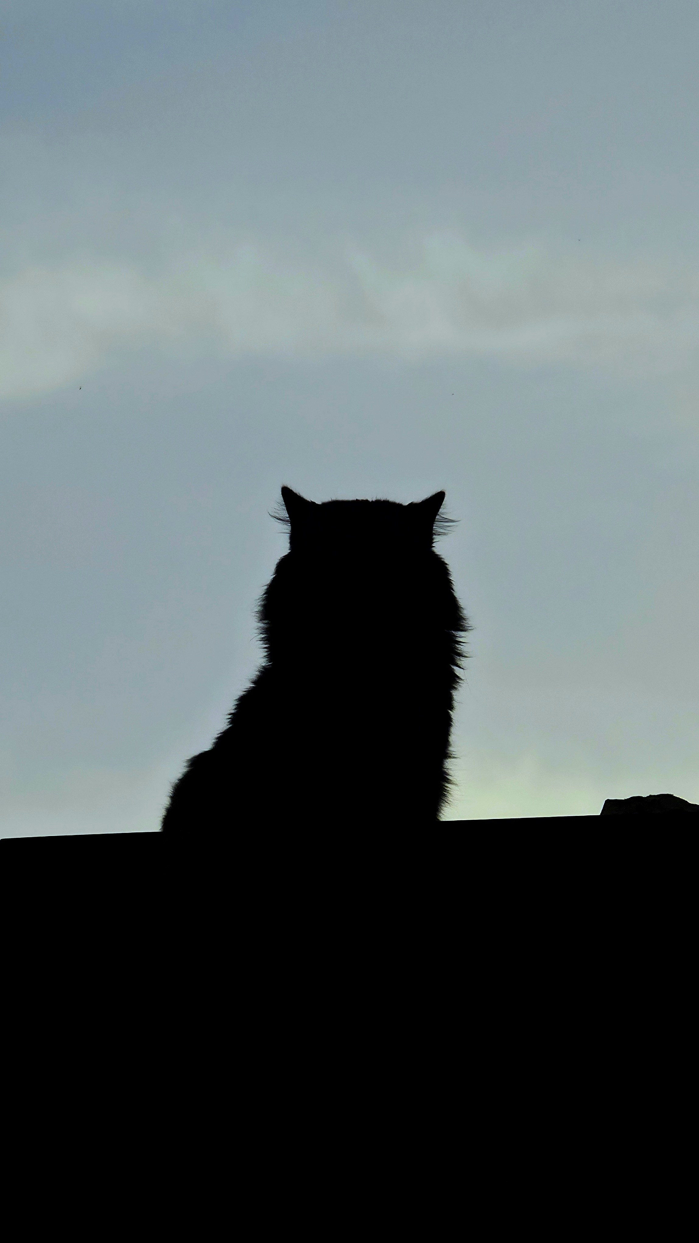 Silhueta de um gato fofo contra um céu nublado