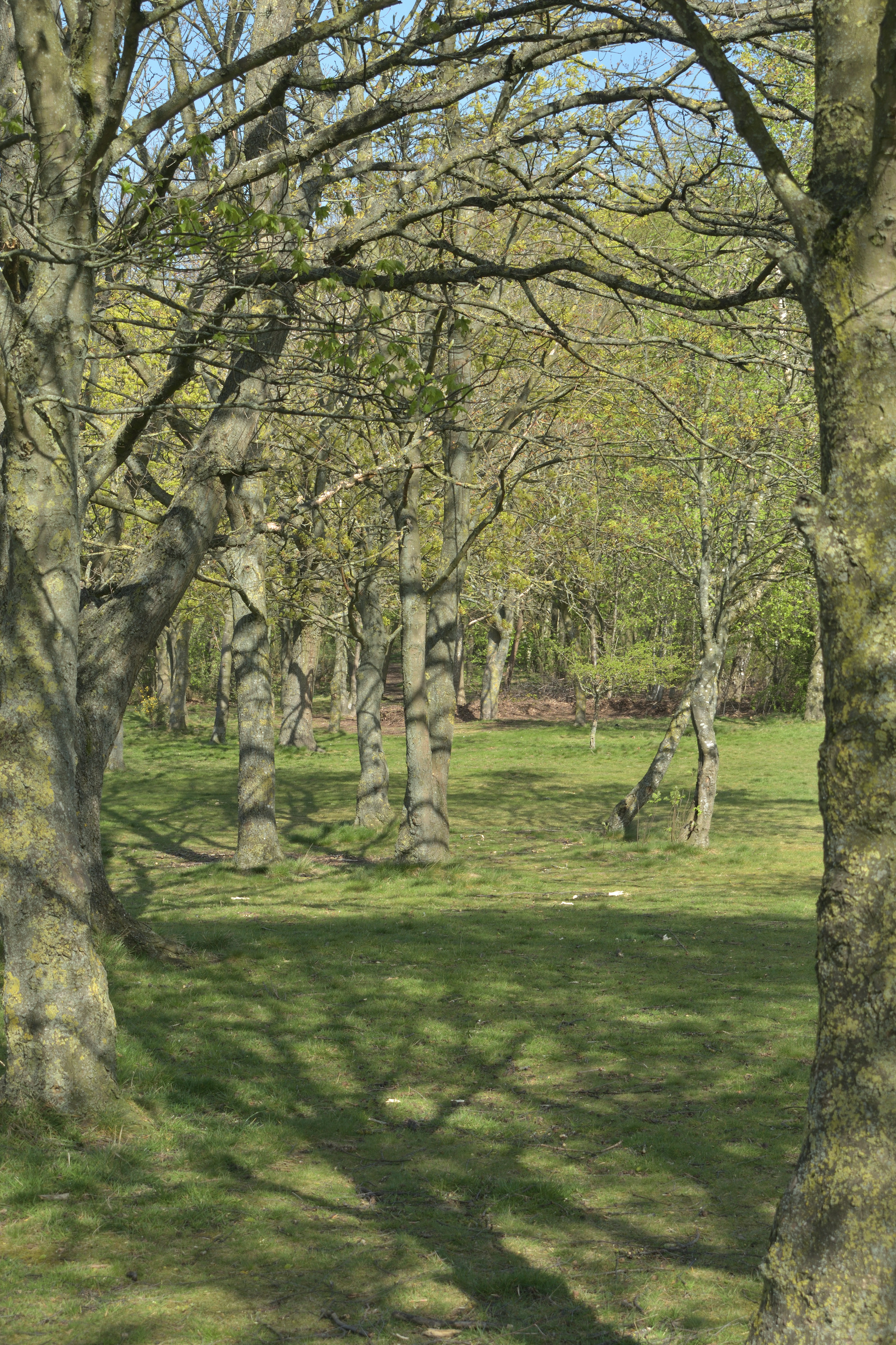Sunlit forest clearing with dappled shadows on grass - Free Photo on ...