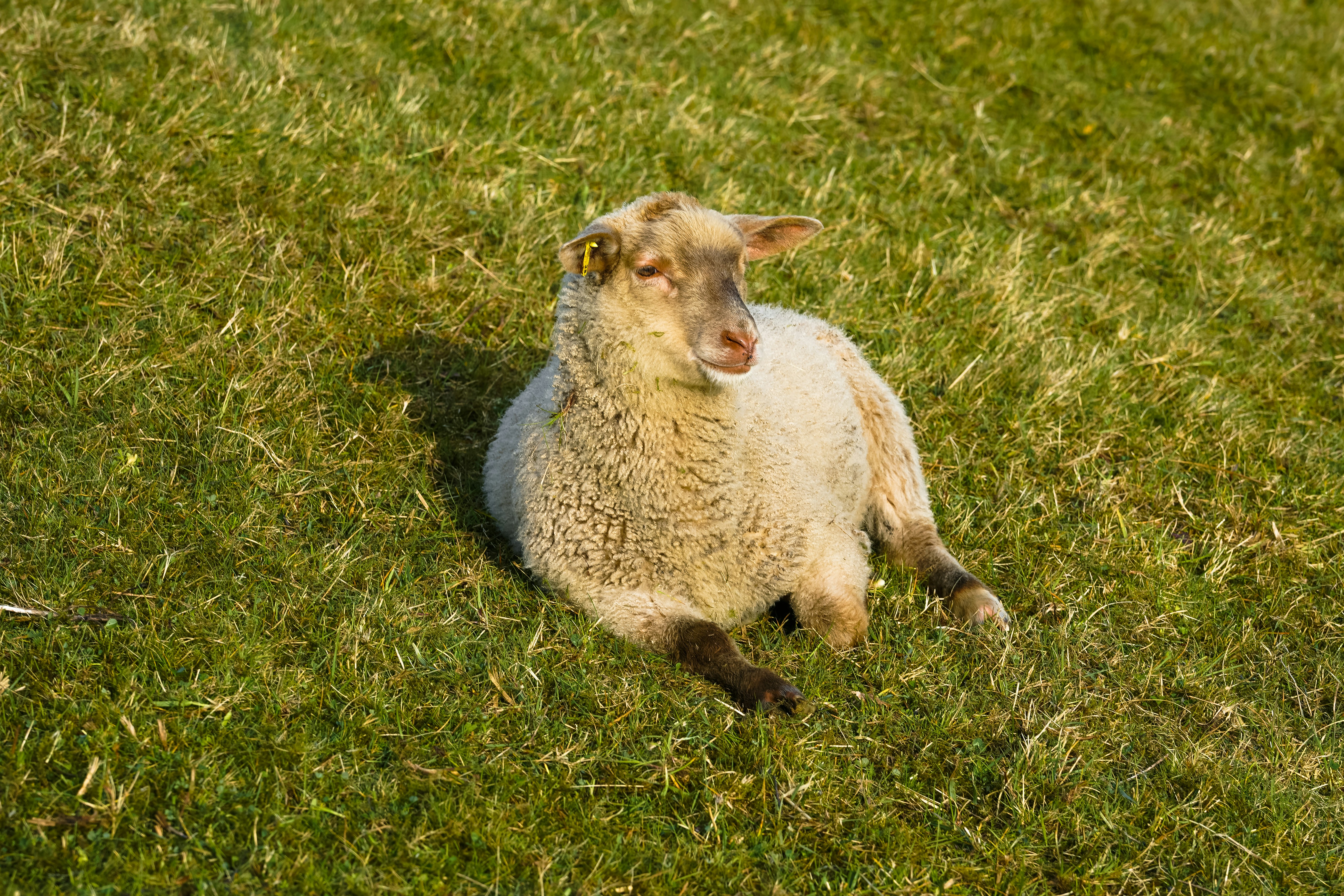 A young lamb rests on a grassy field.