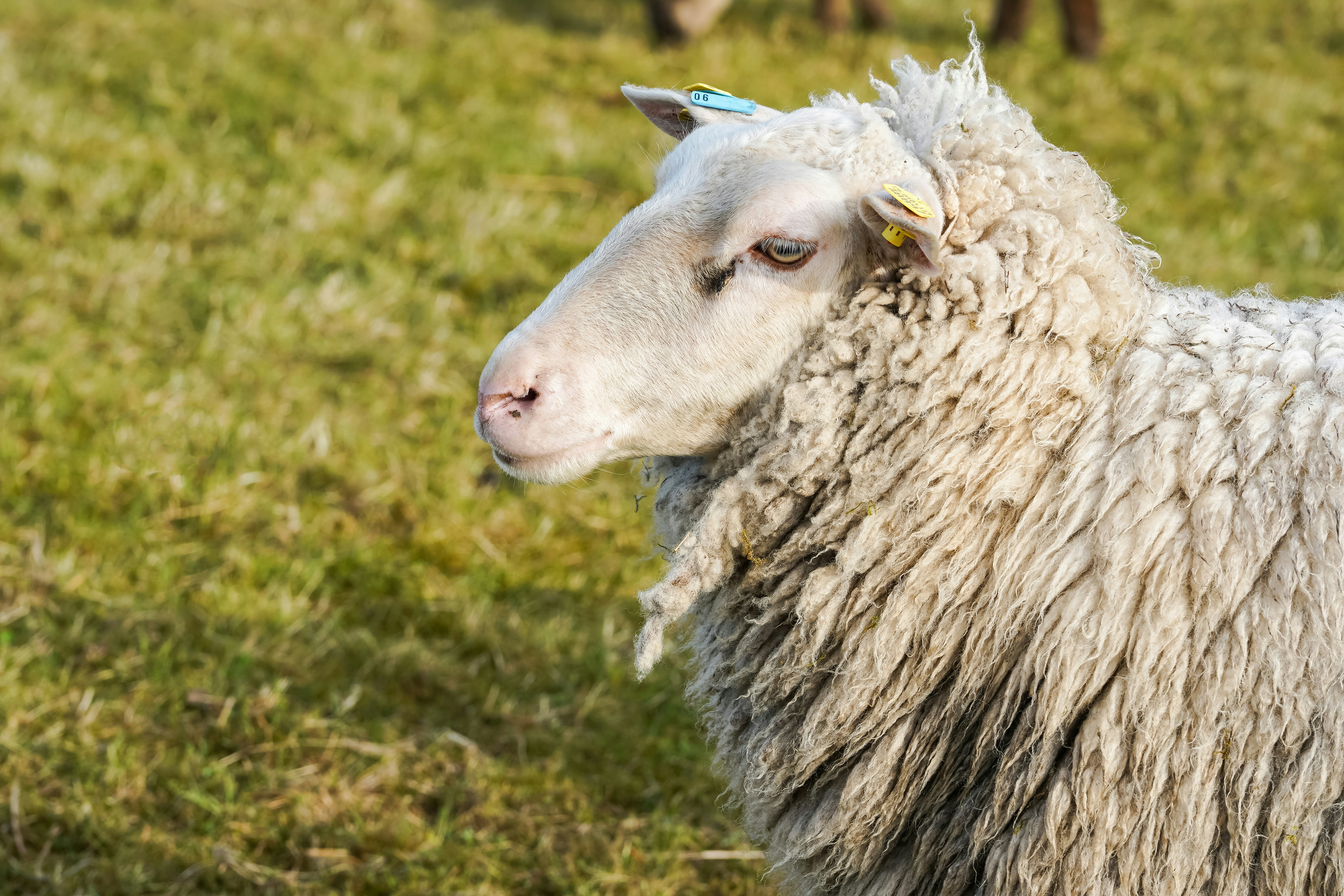 A white sheep stands in a grassy field.
