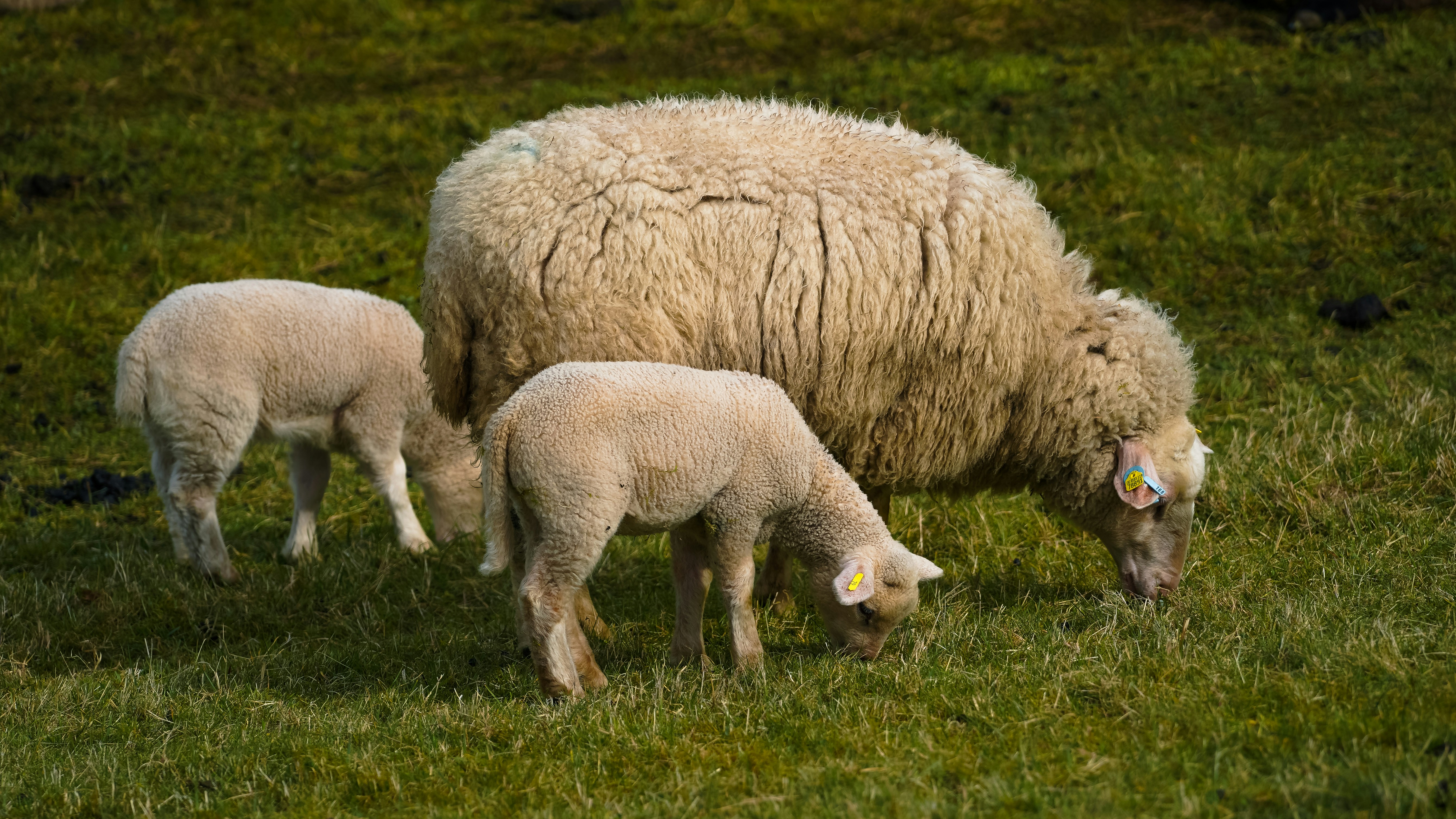 A sheep and two lambs grazing in a green field.