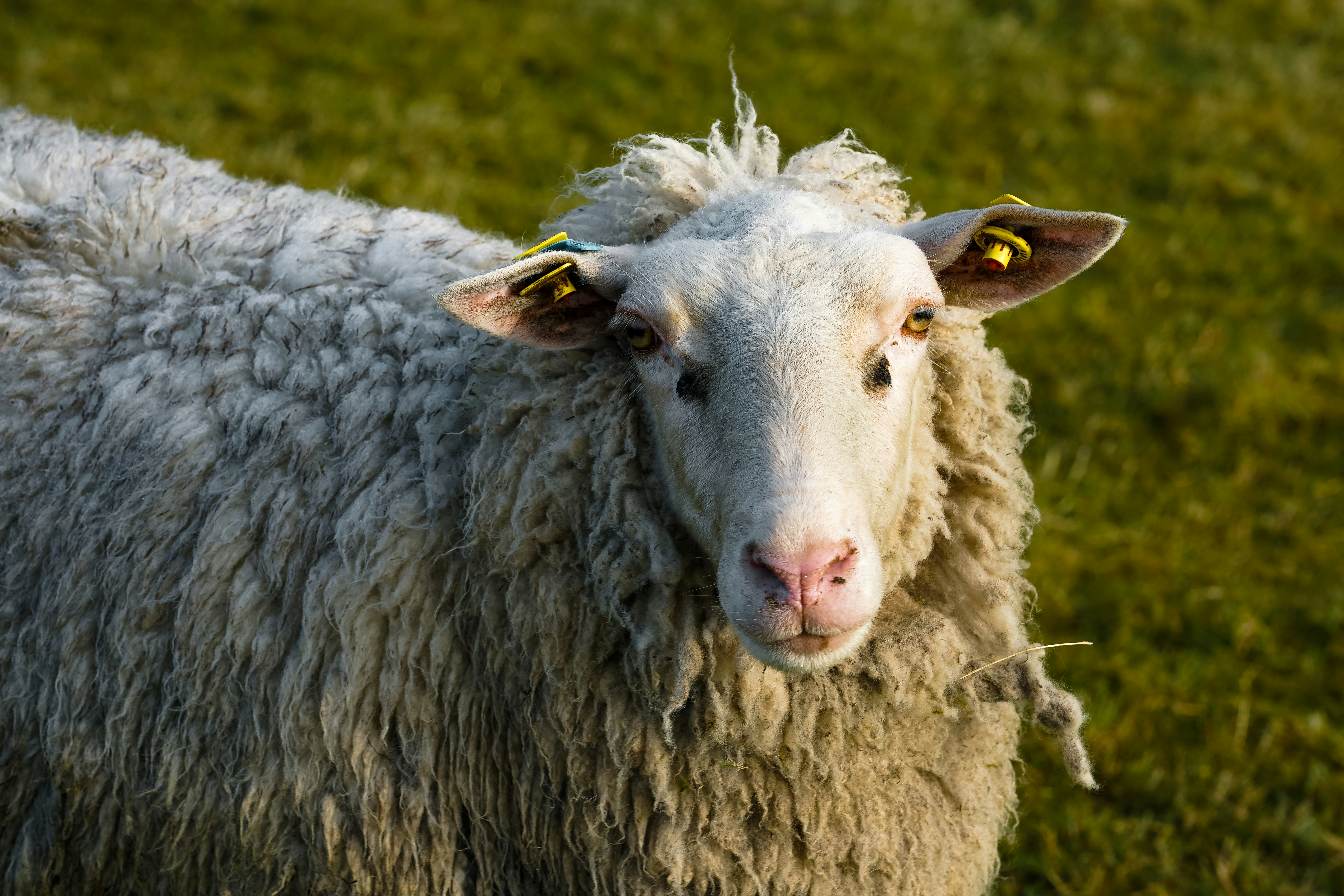 A white sheep with yellow ear tags in a field