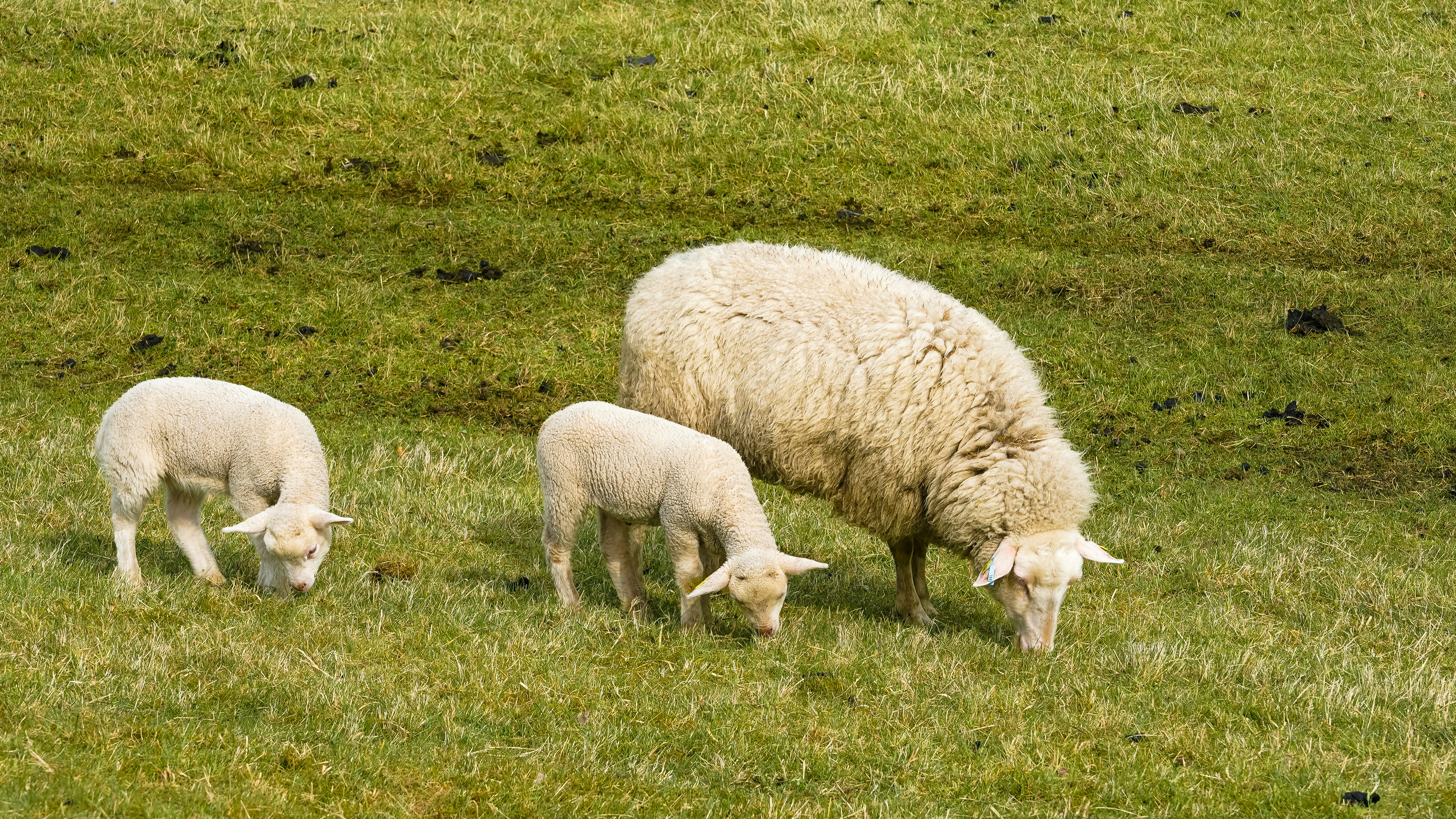 Three sheep grazing in a grassy field.