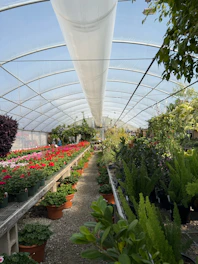 Rows of colorful flowers and plants inside a greenhouse.
