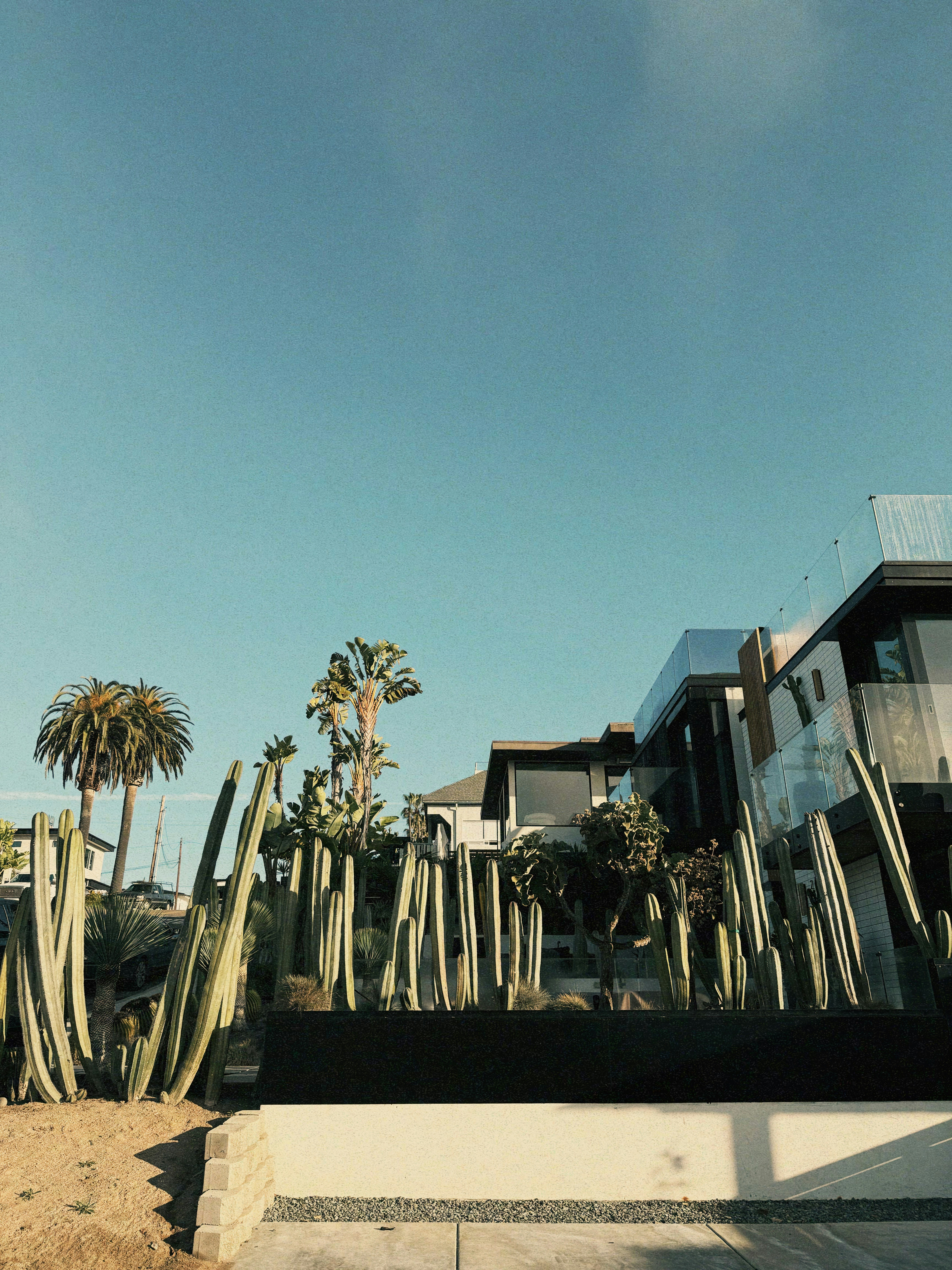 Modern coastal homes framed by cacti and palm trees