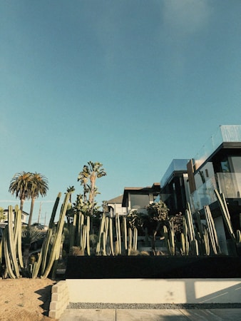 Modern desert homes with cacti and palm trees under a clear sky in a newly built Southern Nevada neighborhood