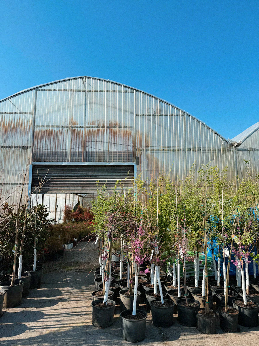 Rows of young nursery plants growing outside a greenhouse
