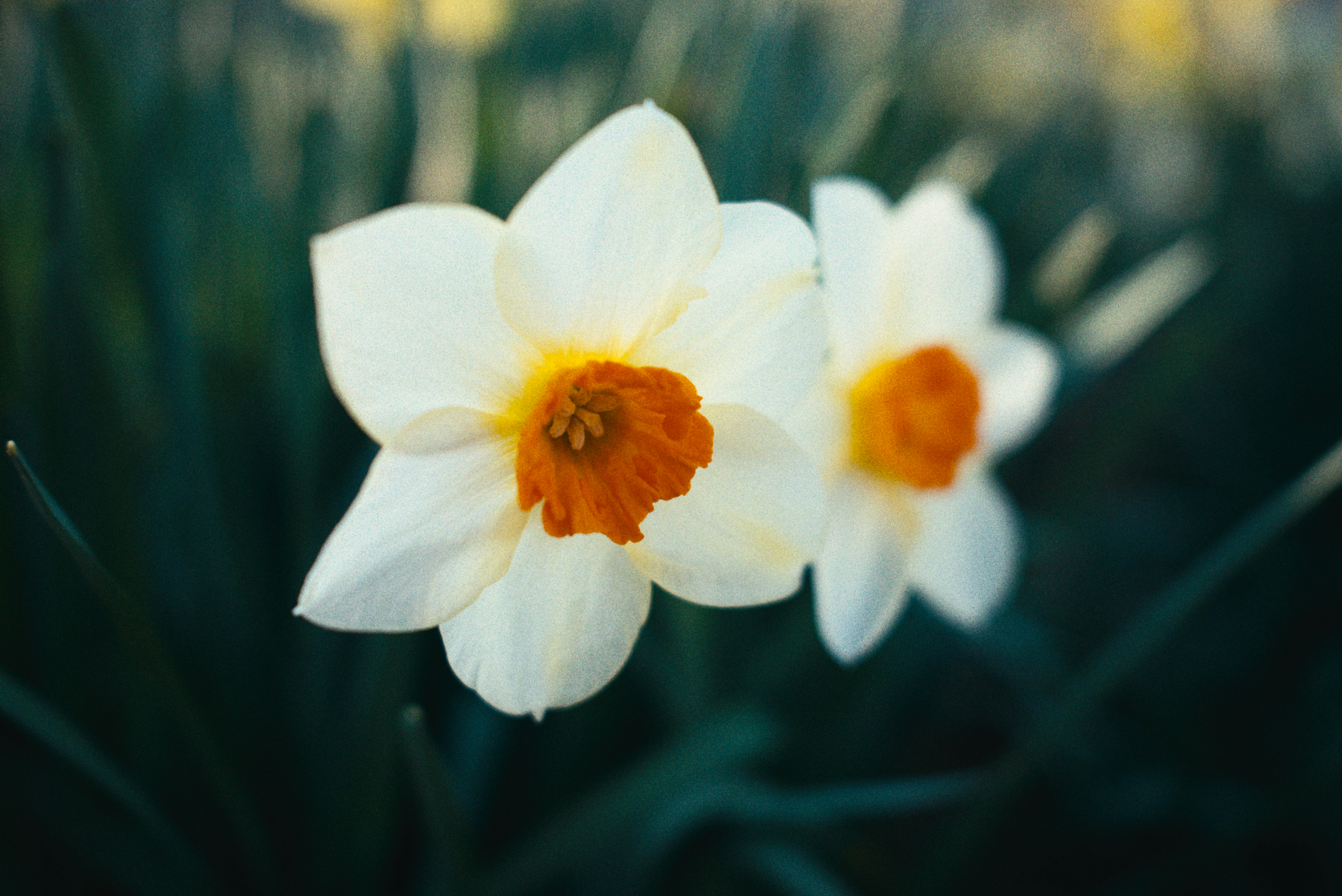 Two white daffodils with orange centers bloom.