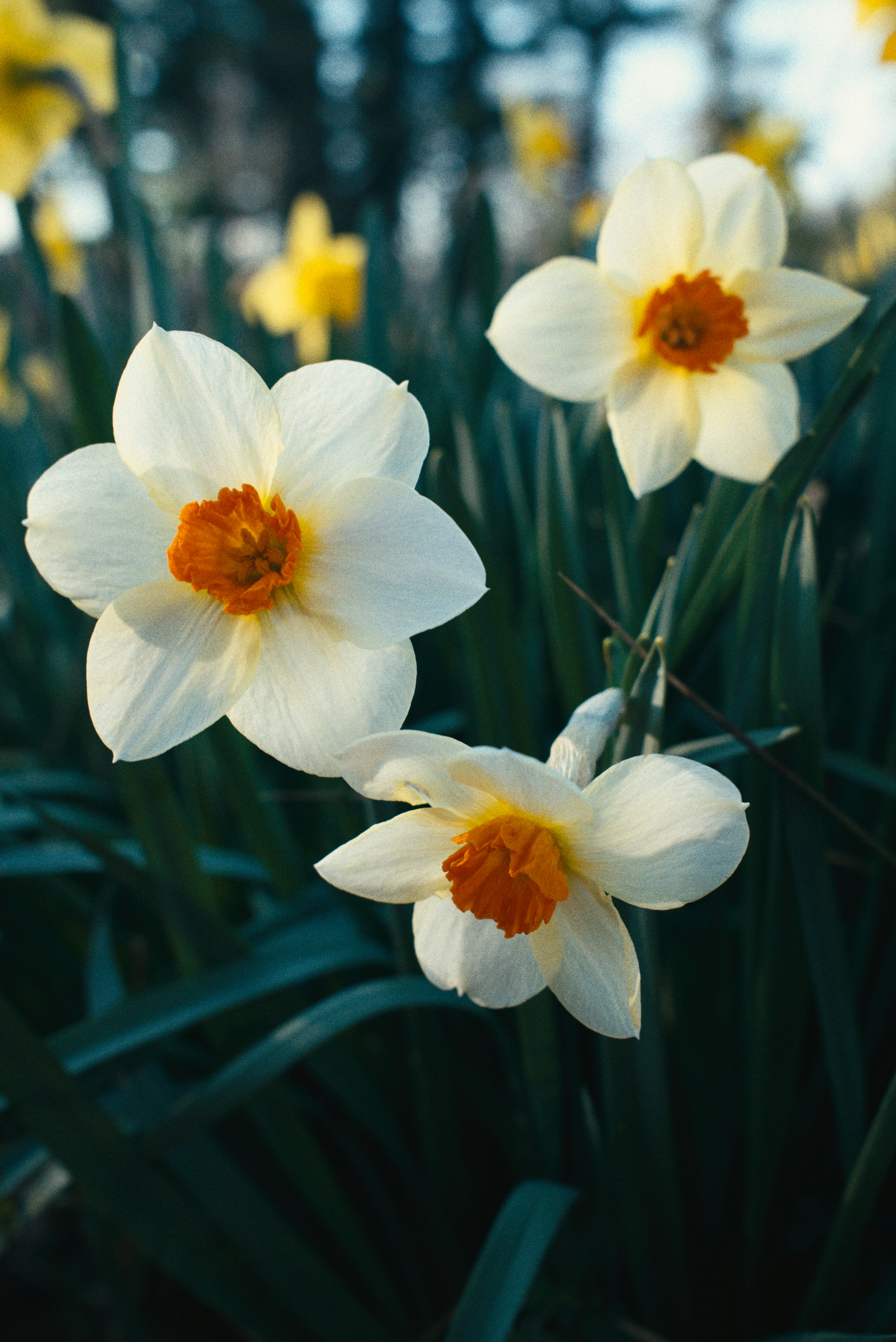 Three white daffodils with orange centers bloom.
