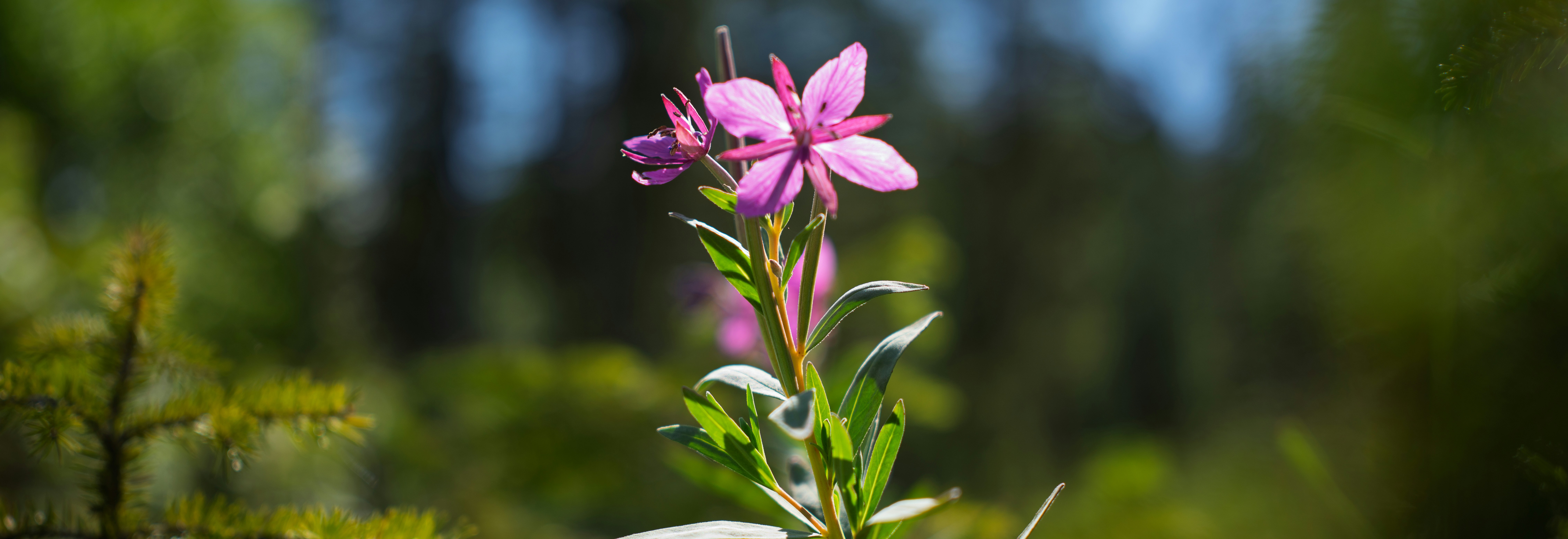 Un singolo fiore selvatico rosa fiorisce in una foresta.