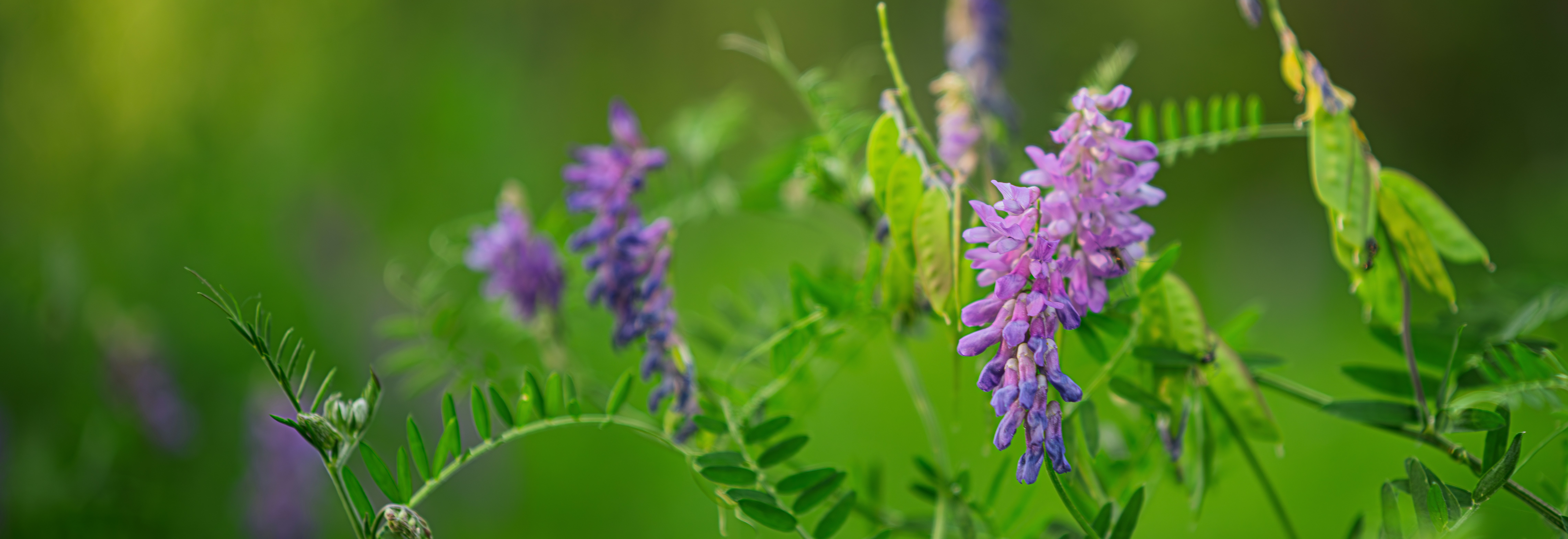 Fiori selvatici viola sbocciano in un rigoglioso prato verde.