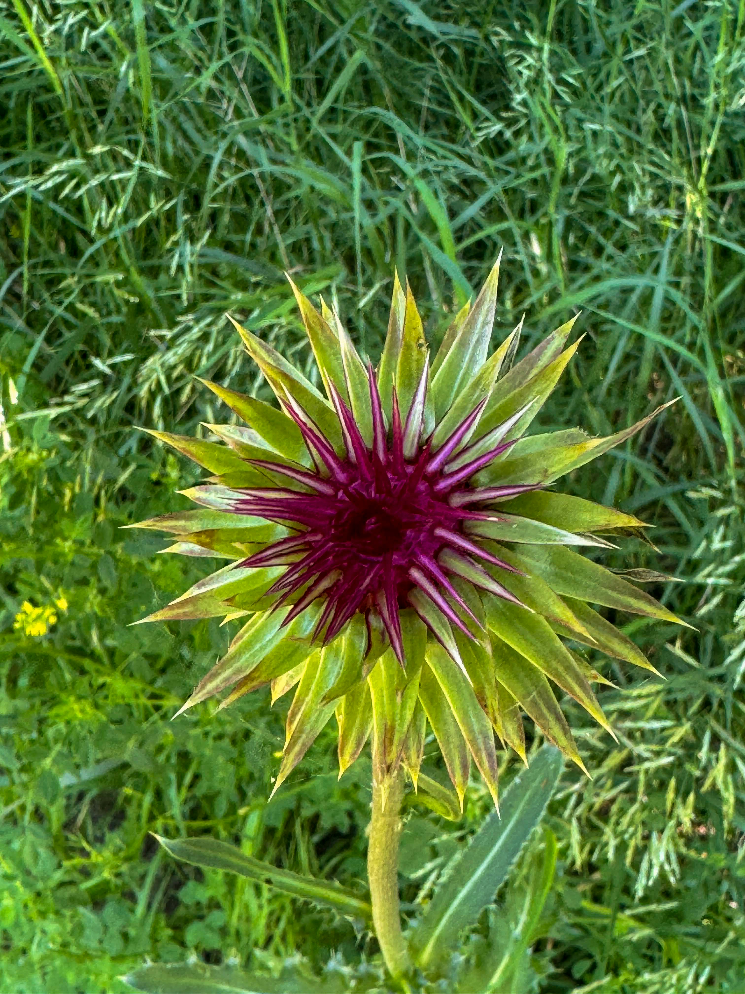 Un fiore spinoso di cardo viola e verde in un campo.