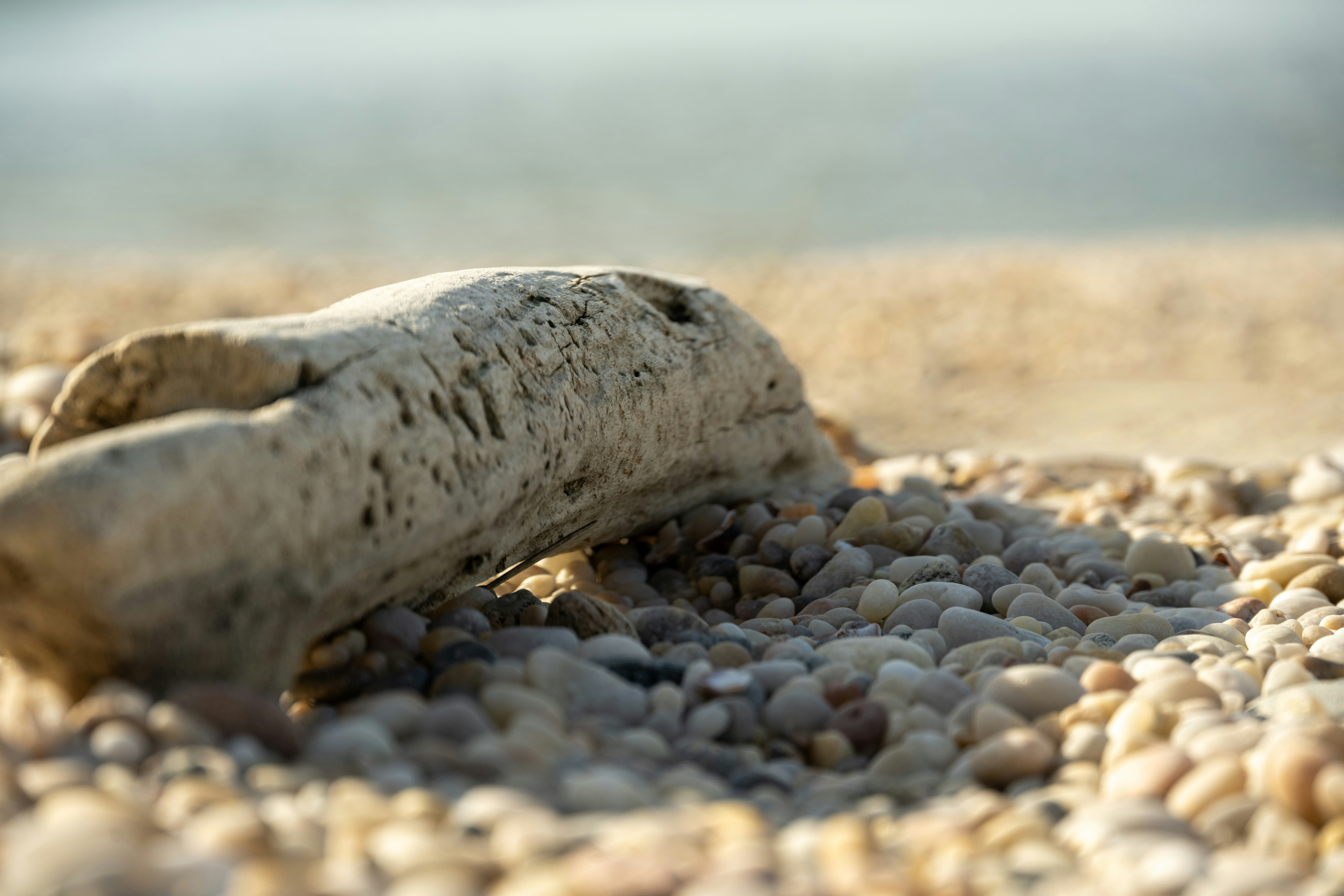 Washed up driftwood