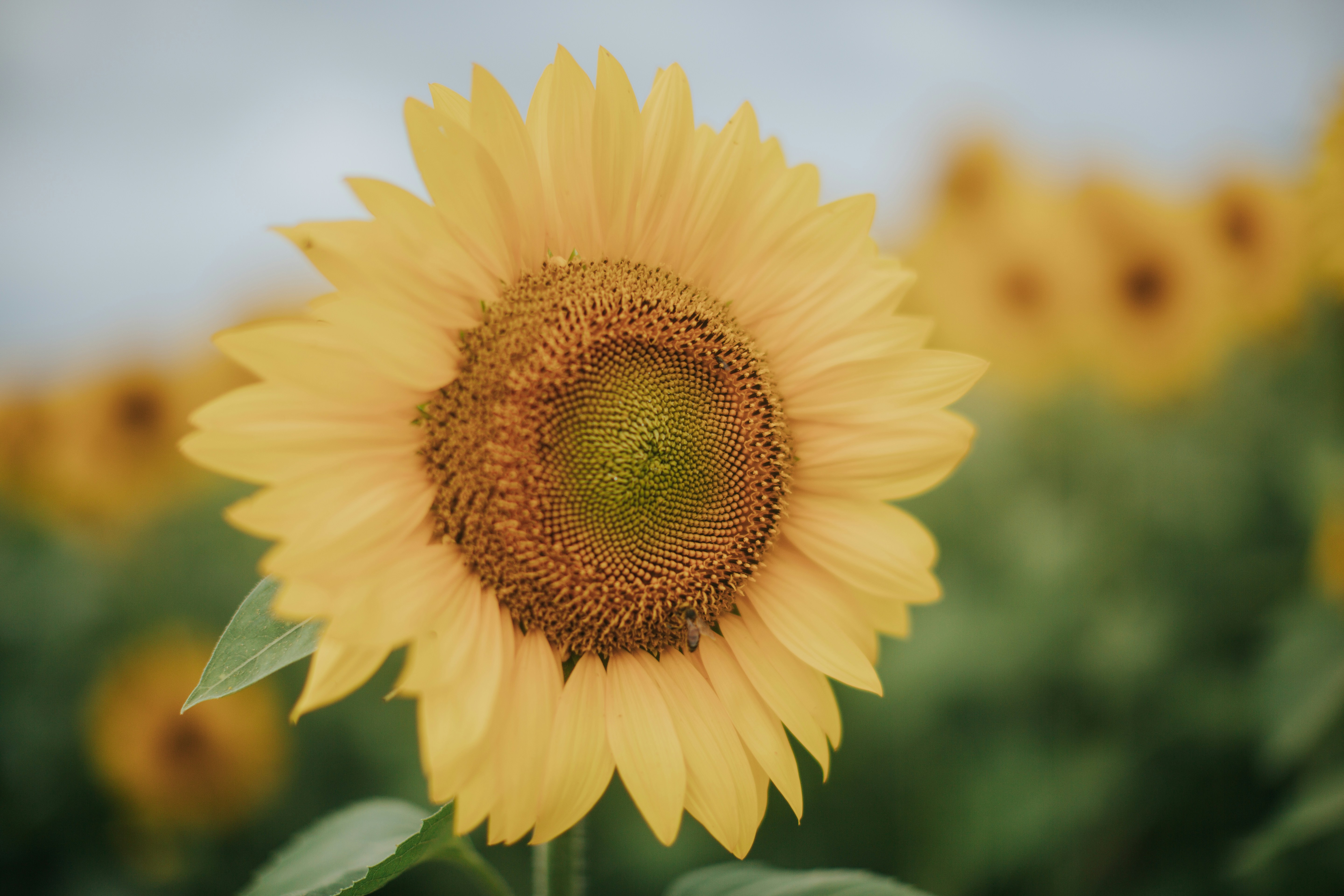 A close-up of a bright yellow sunflower in a field.