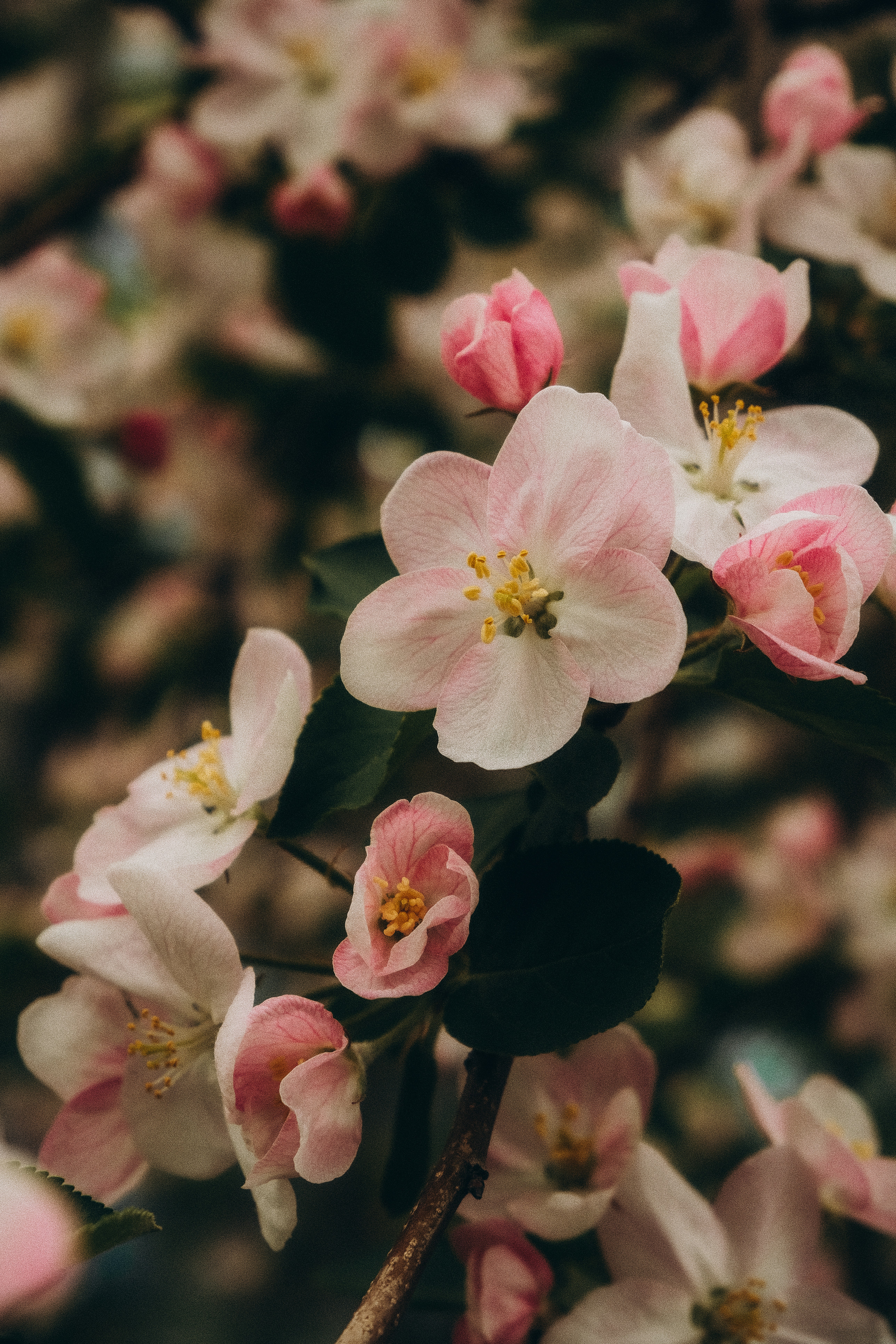 枝に咲く繊細なピンクのリンゴの花。