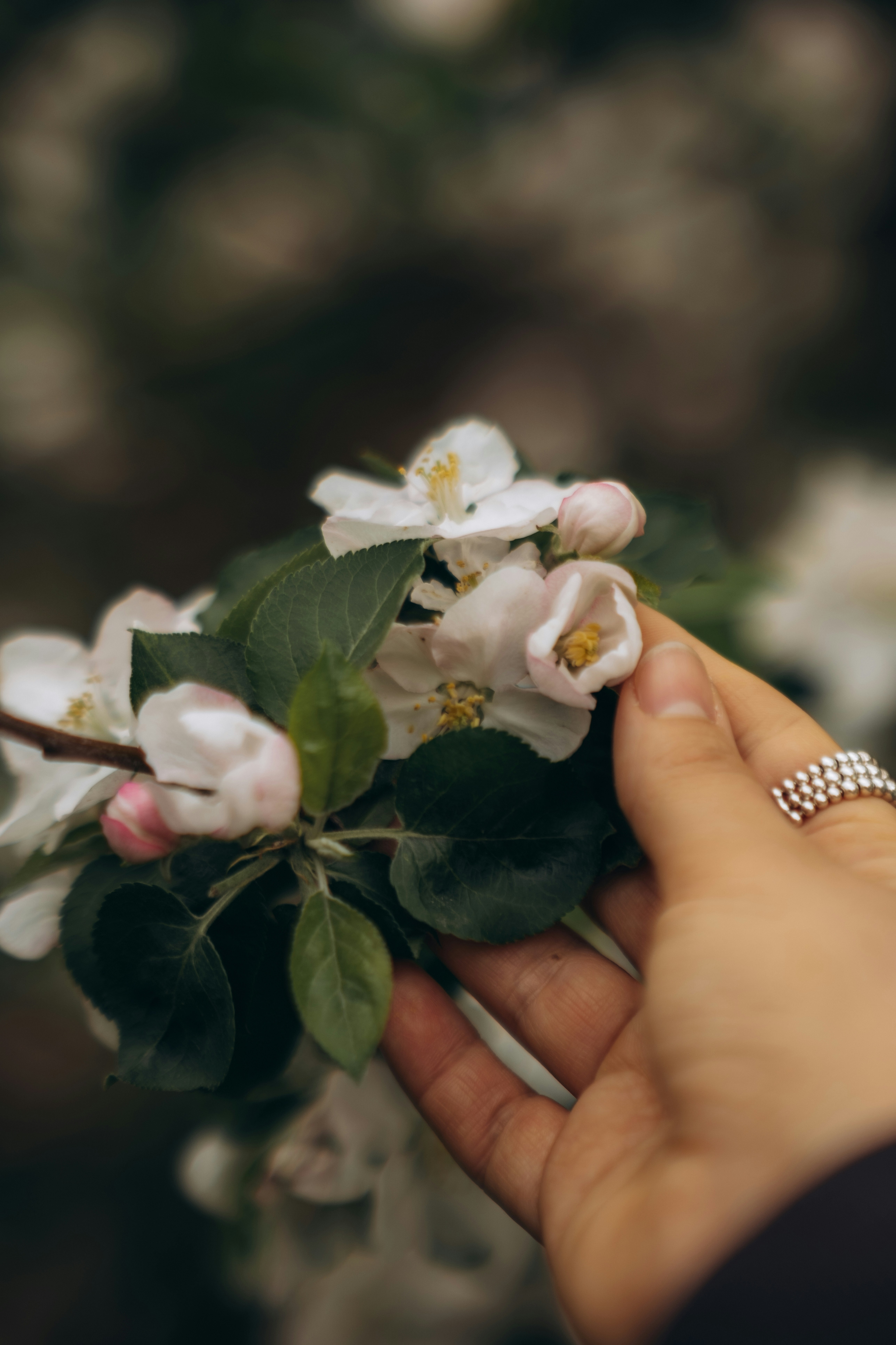 手が咲き誇るリンゴの花にそっと触れる。