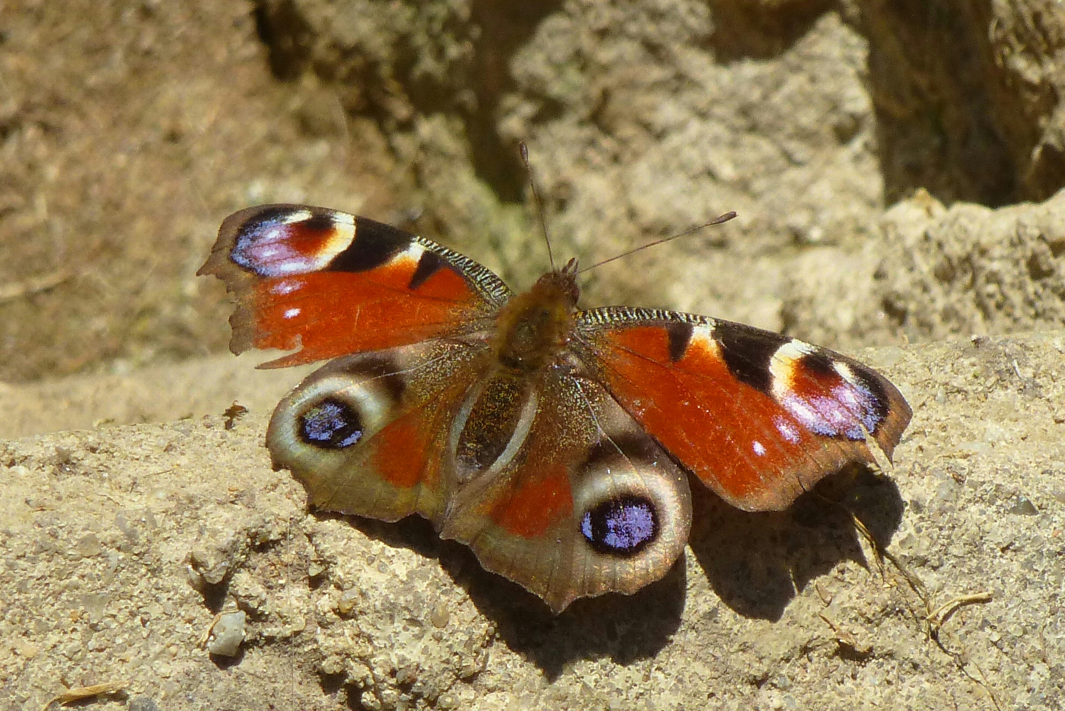 Una mariposa pavo real descansa sobre una superficie rugosa de piedra.