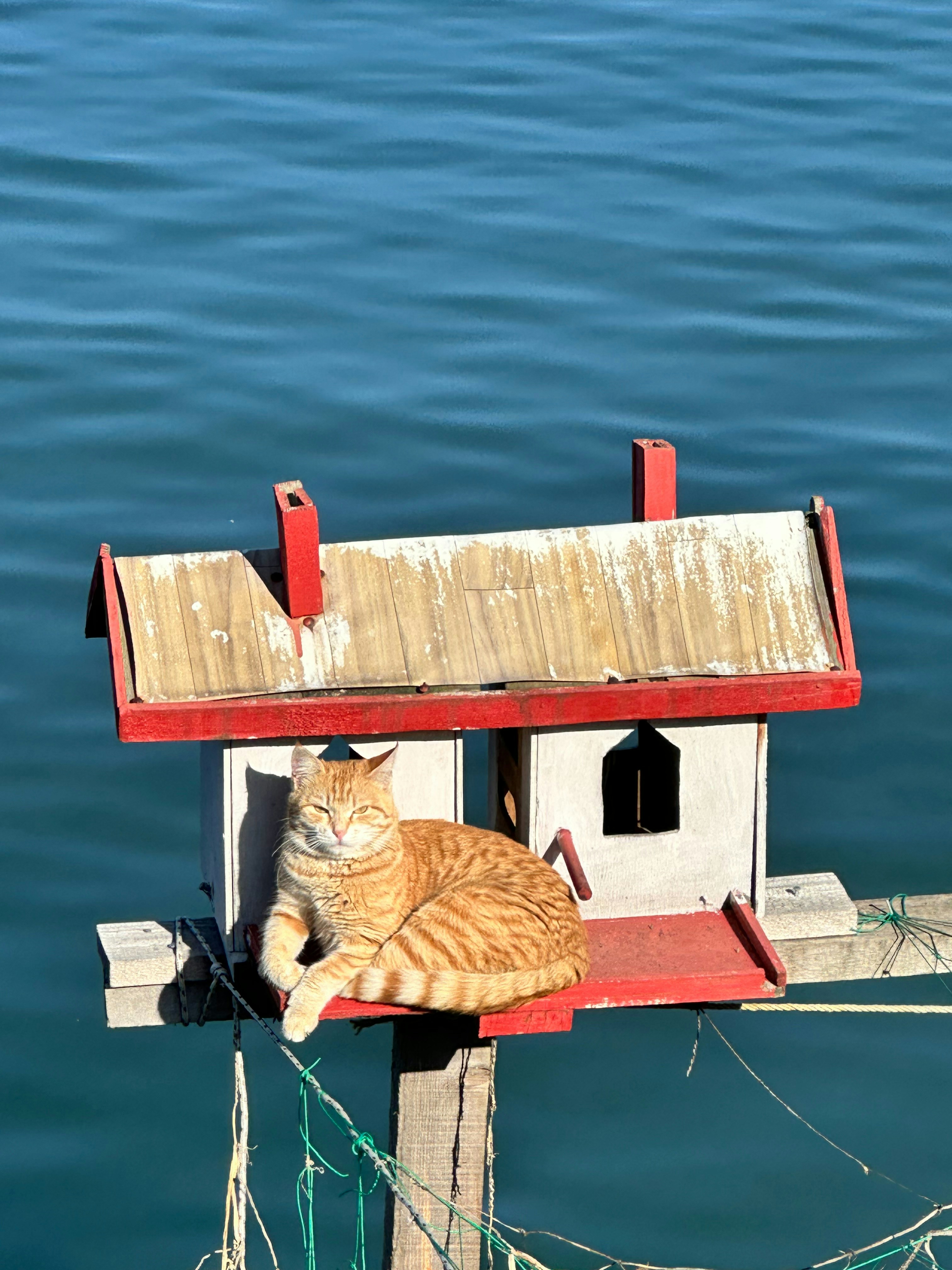 Orangefarbene Tigerkatze ruht auf einem kleinen Holzhaus