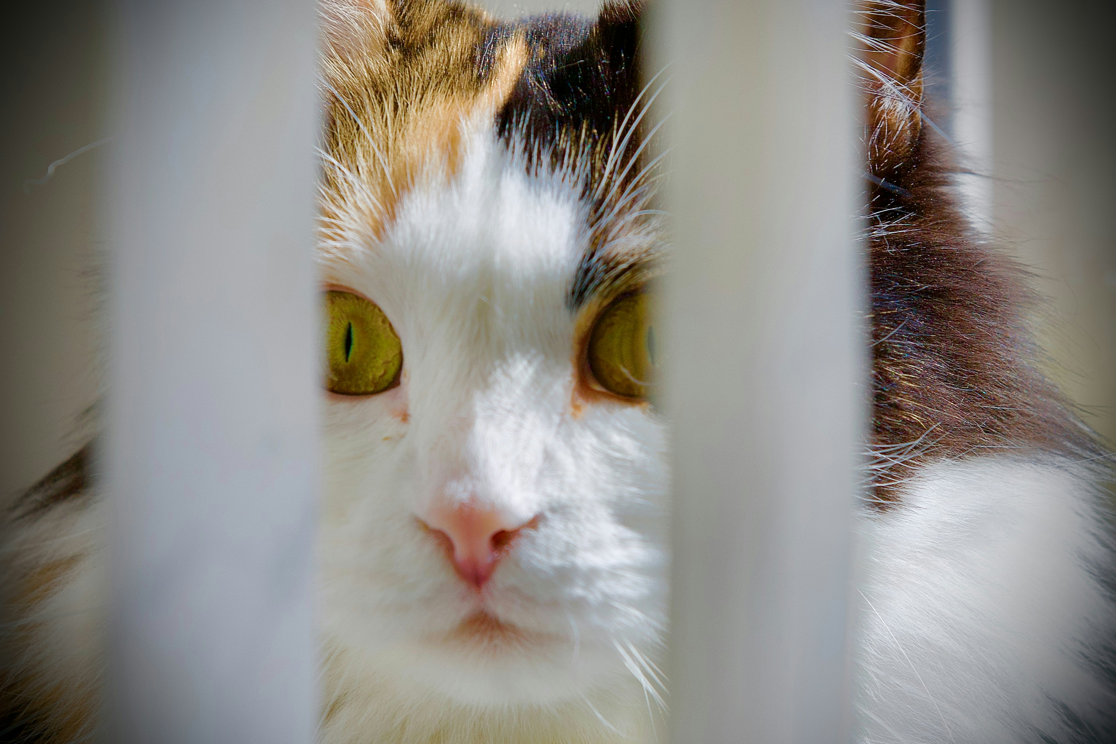 A calico cat with bright yellow eyes peers through bars.