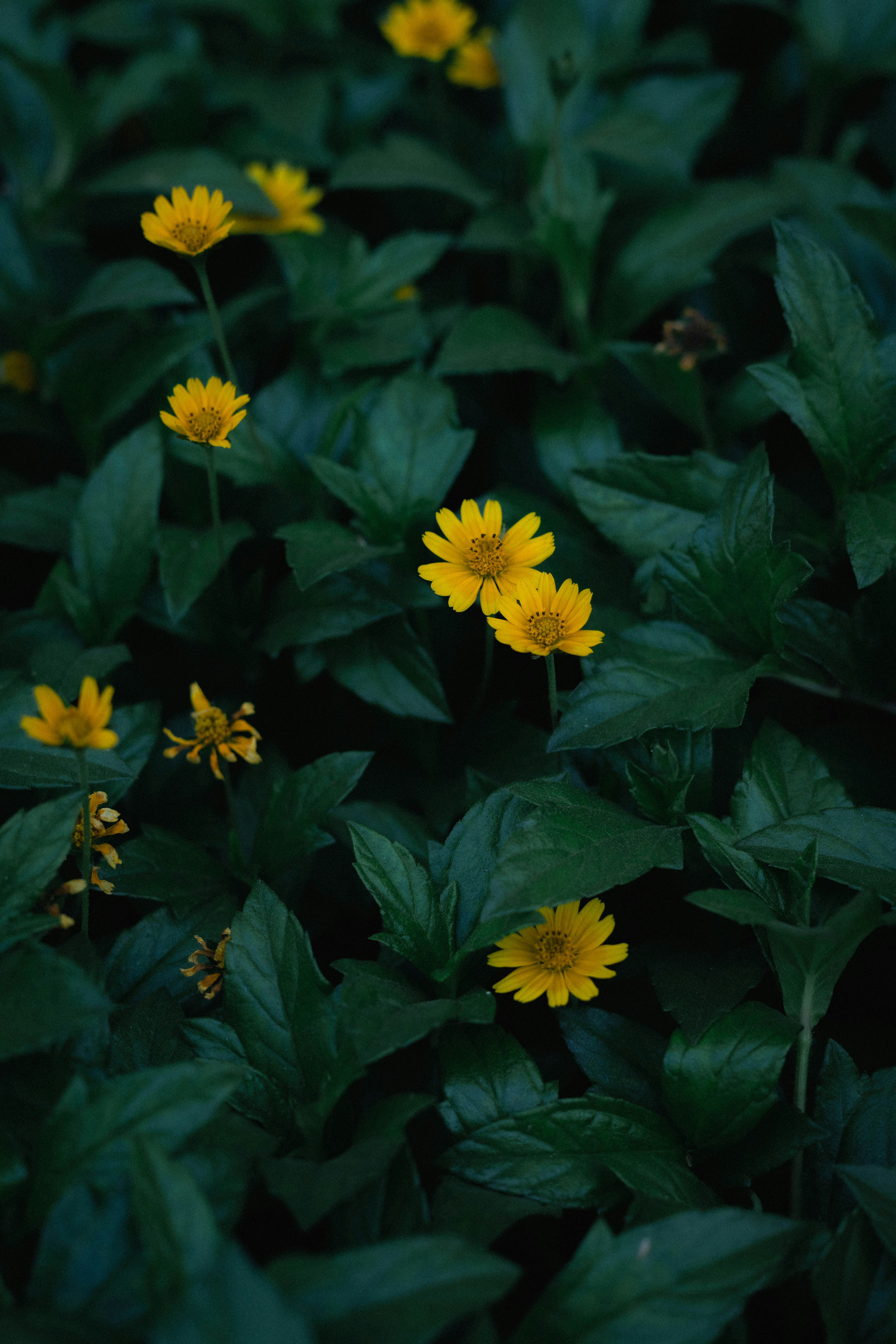 Photo by sajibsrs