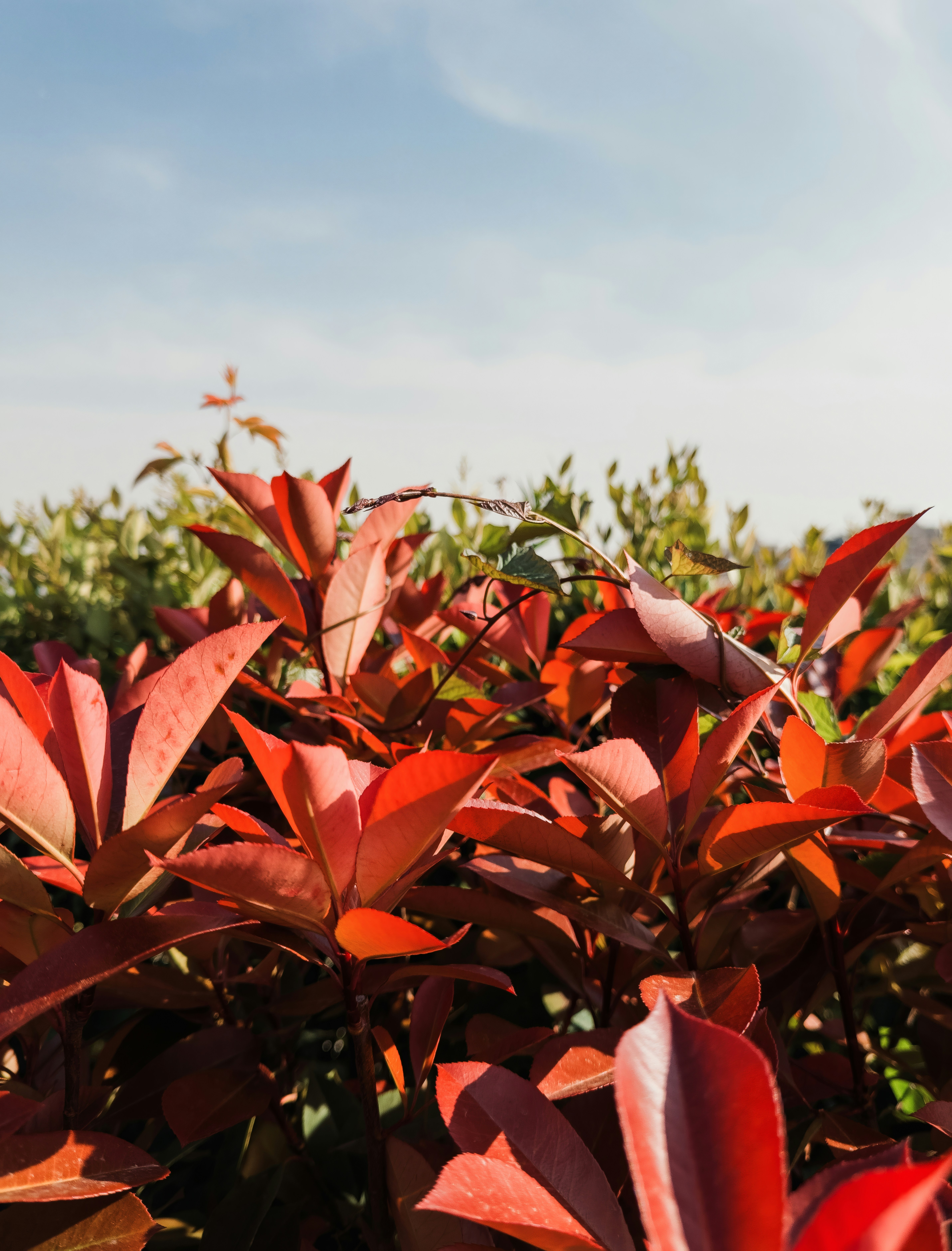 Red leaves of a plant against a blue sky