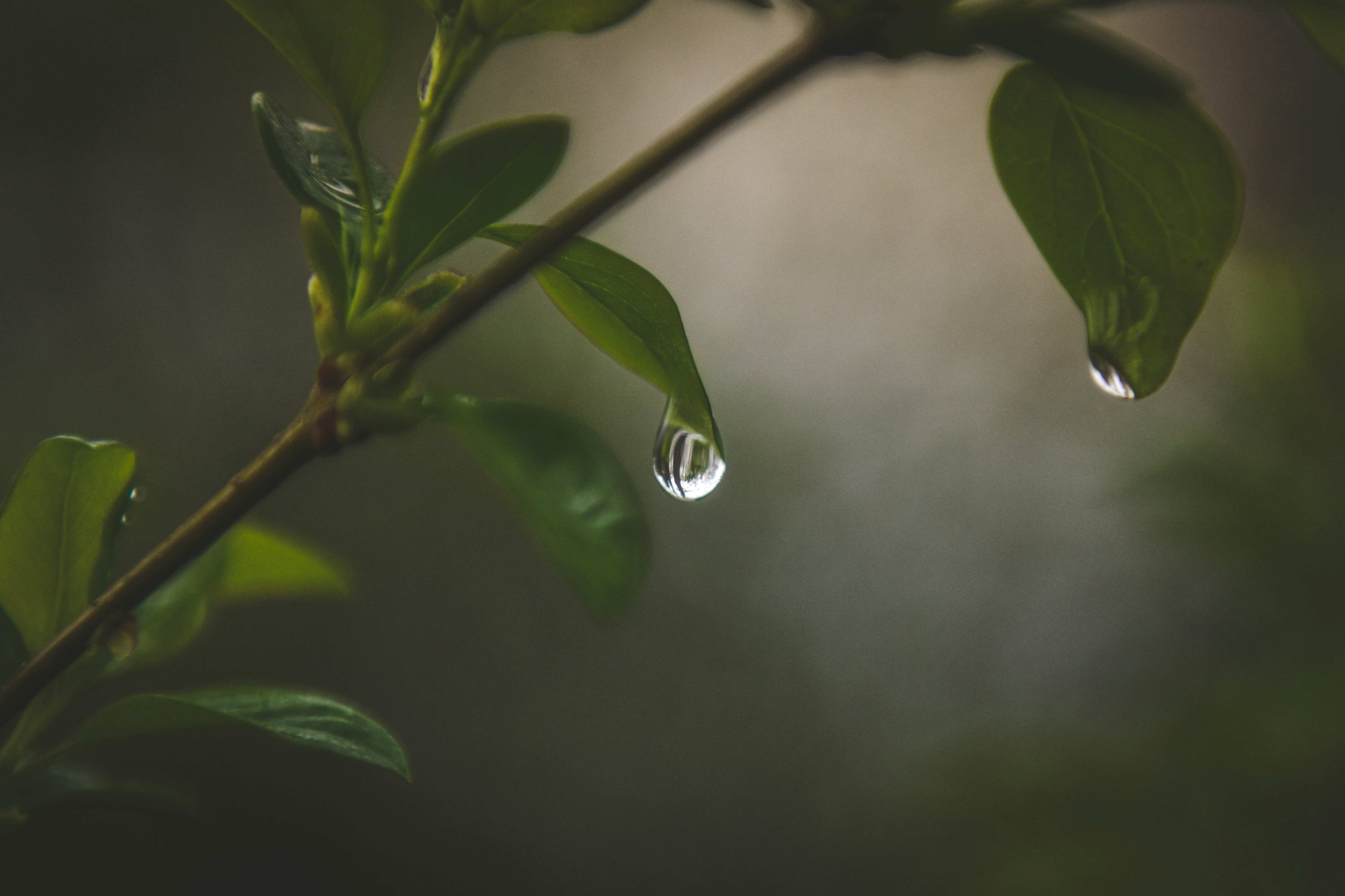Photo by freefolkphoto