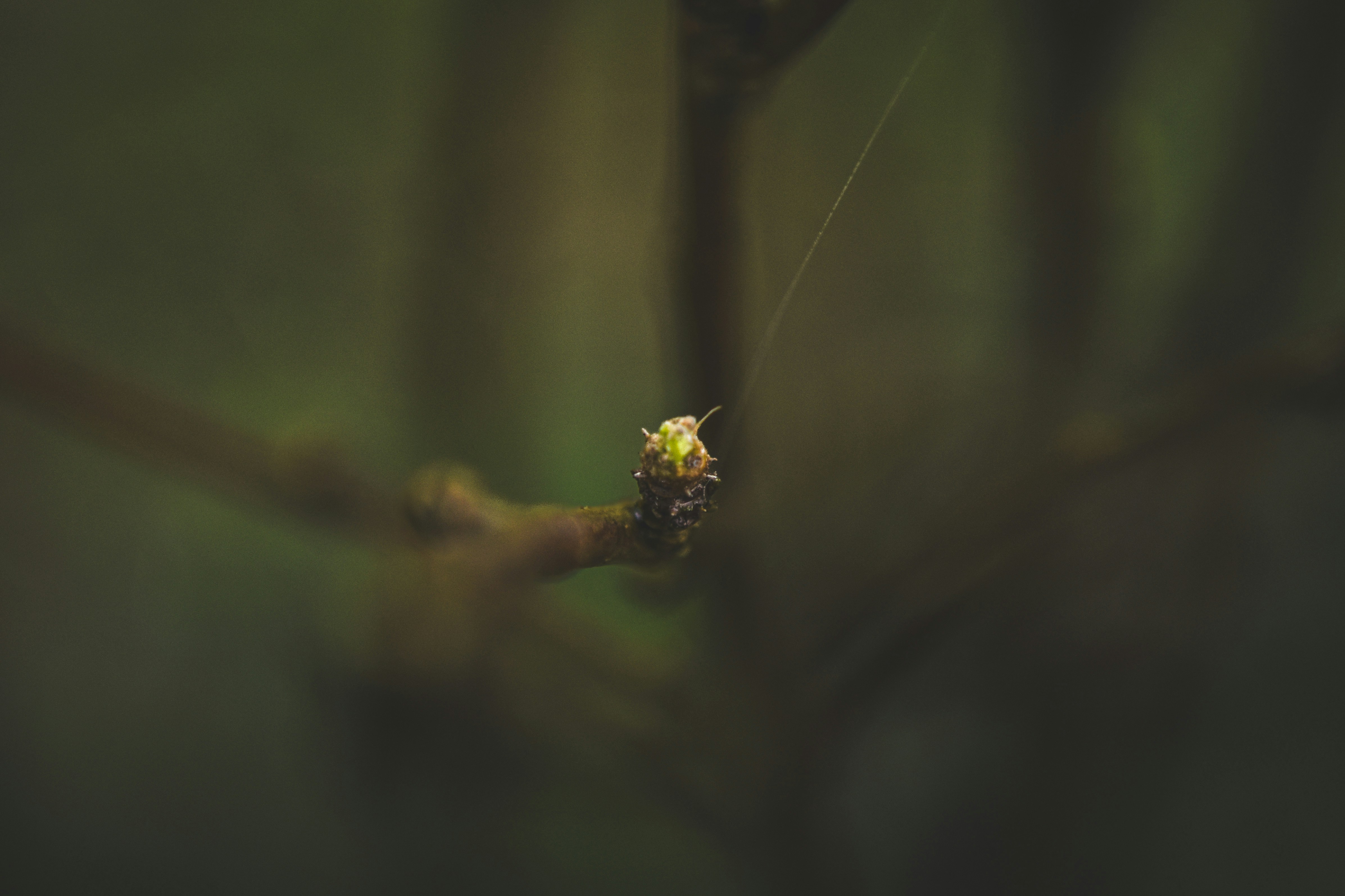Photo by freefolkphoto