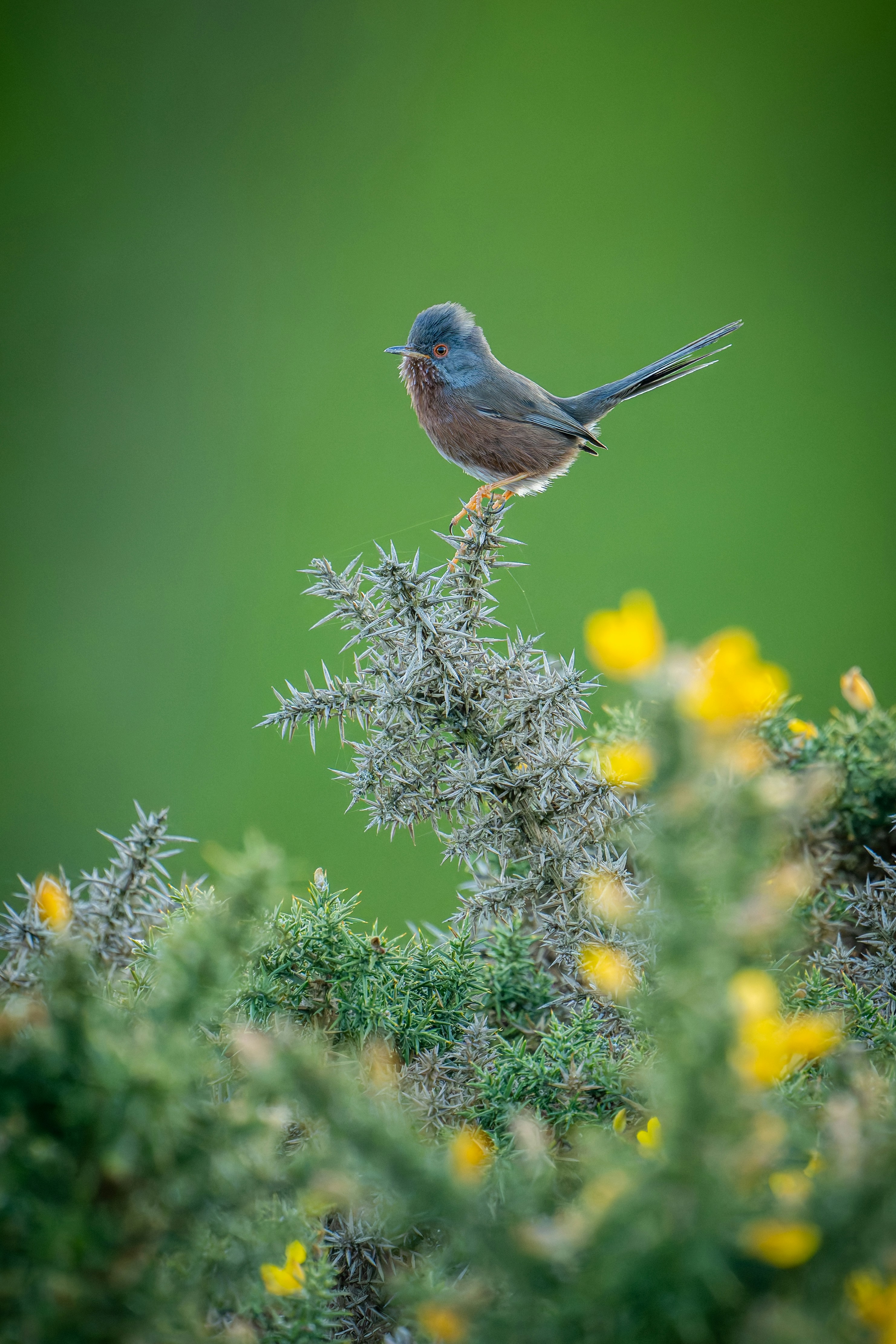 A small bird perched on a thorny bush.
