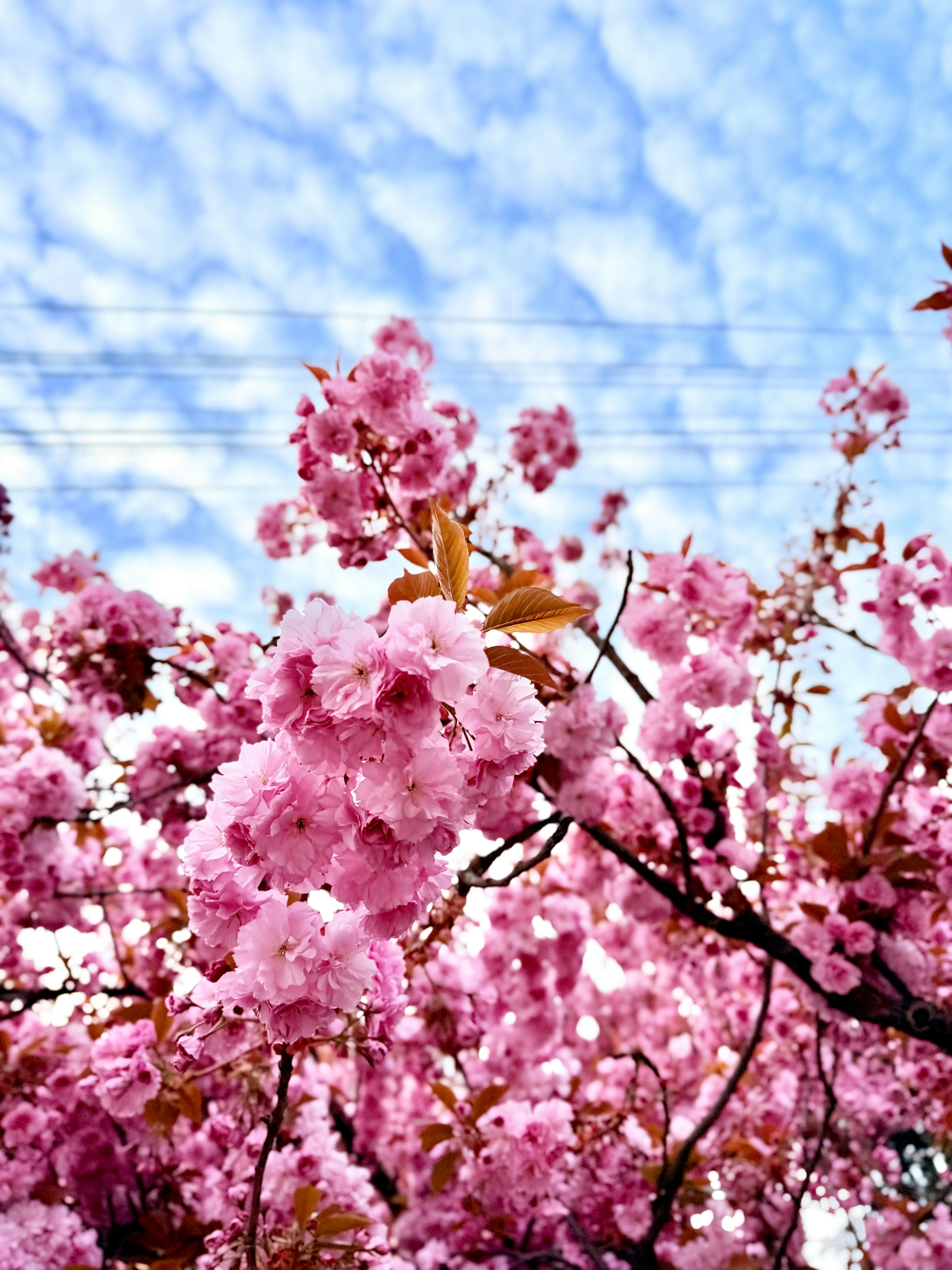 Photo by pikachu_v_tapkah