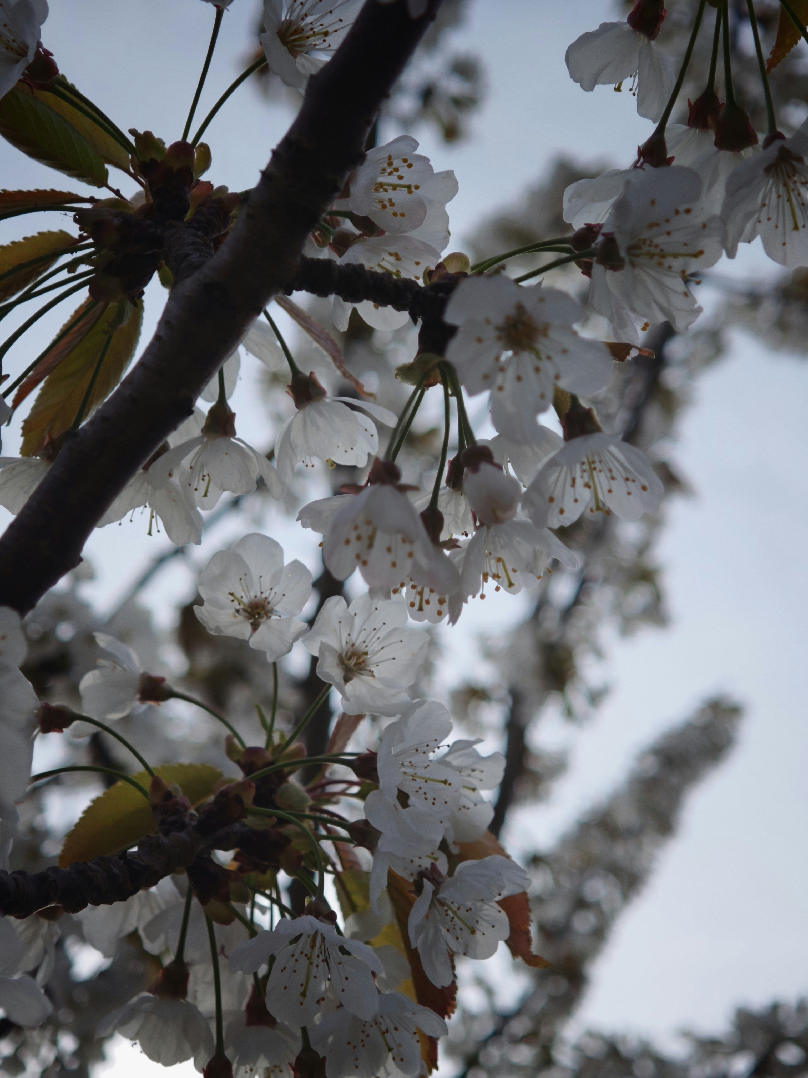 Delicate white cherry blossoms bloom on a branch.