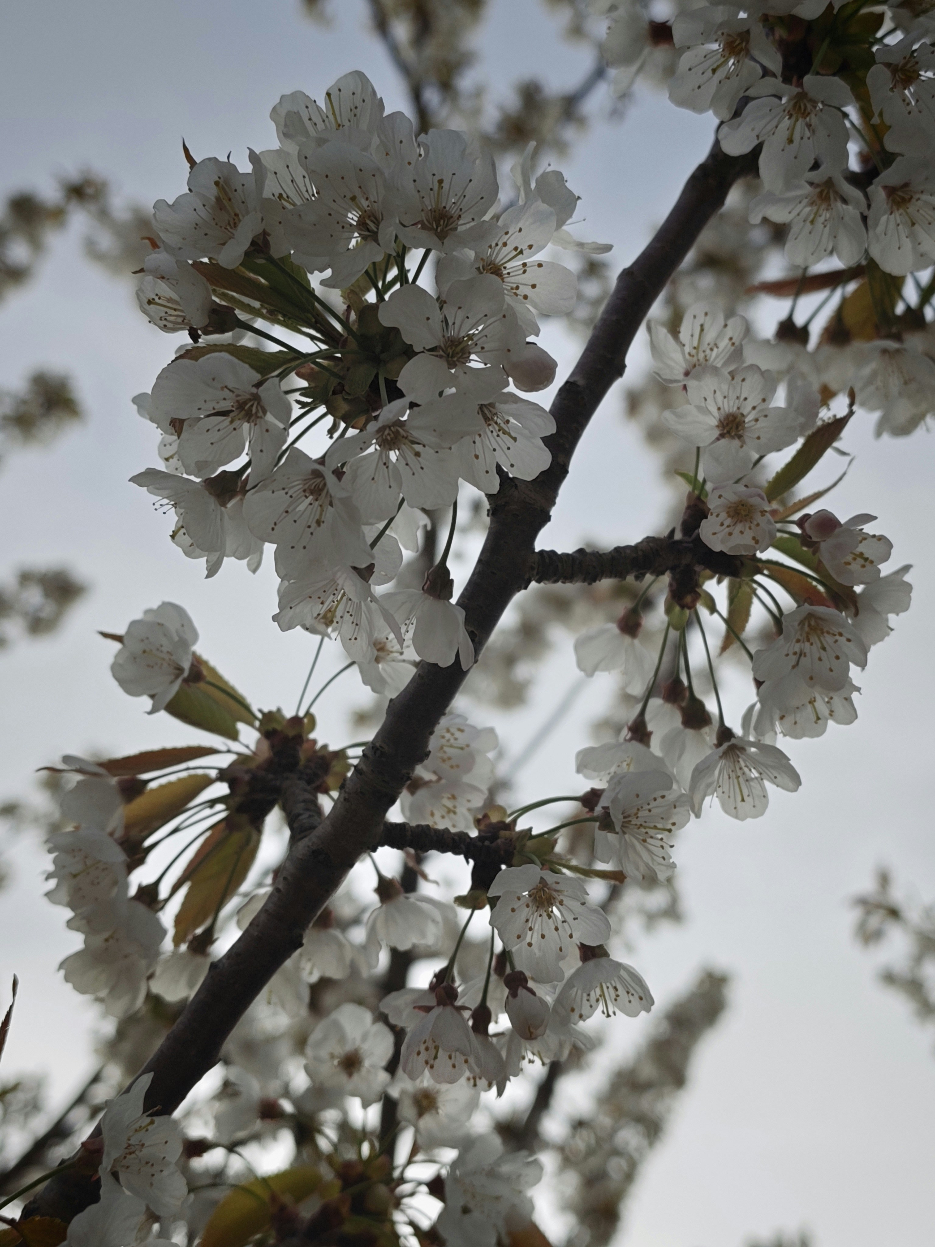 A branch of white cherry blossoms against the sky