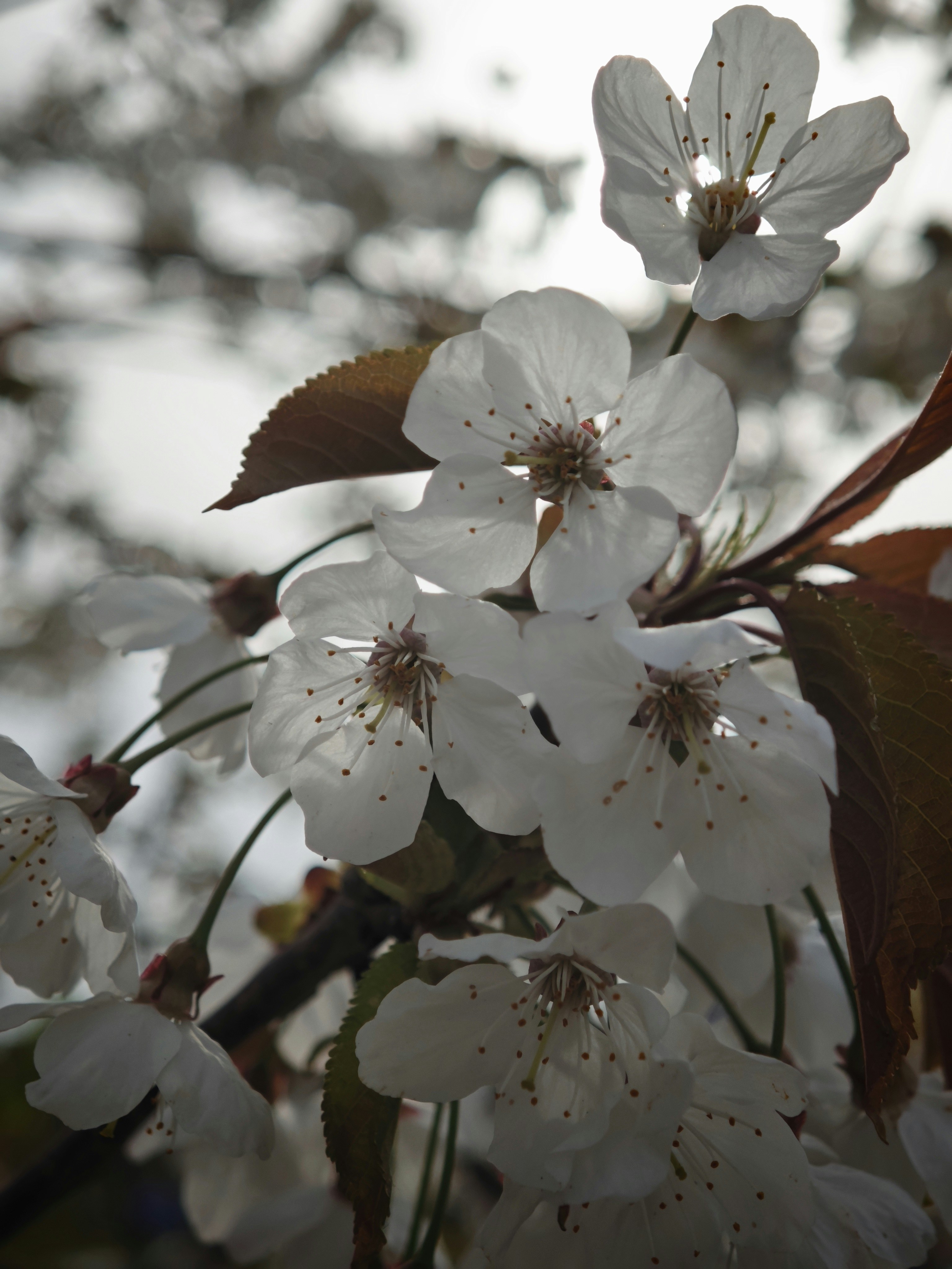 Delicate white cherry blossoms on a branch.