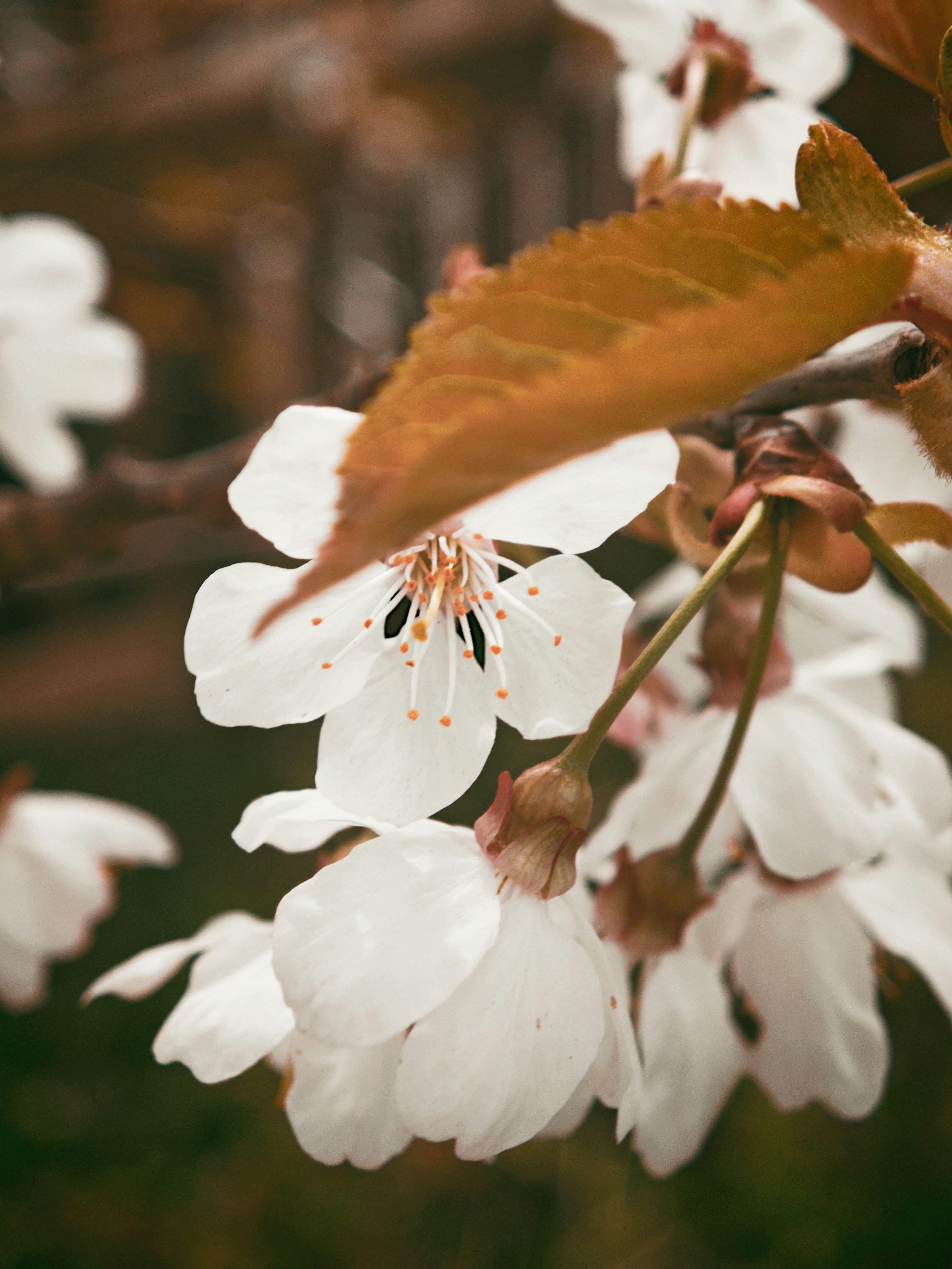 Close-up of white cherry blossoms and brown leaves