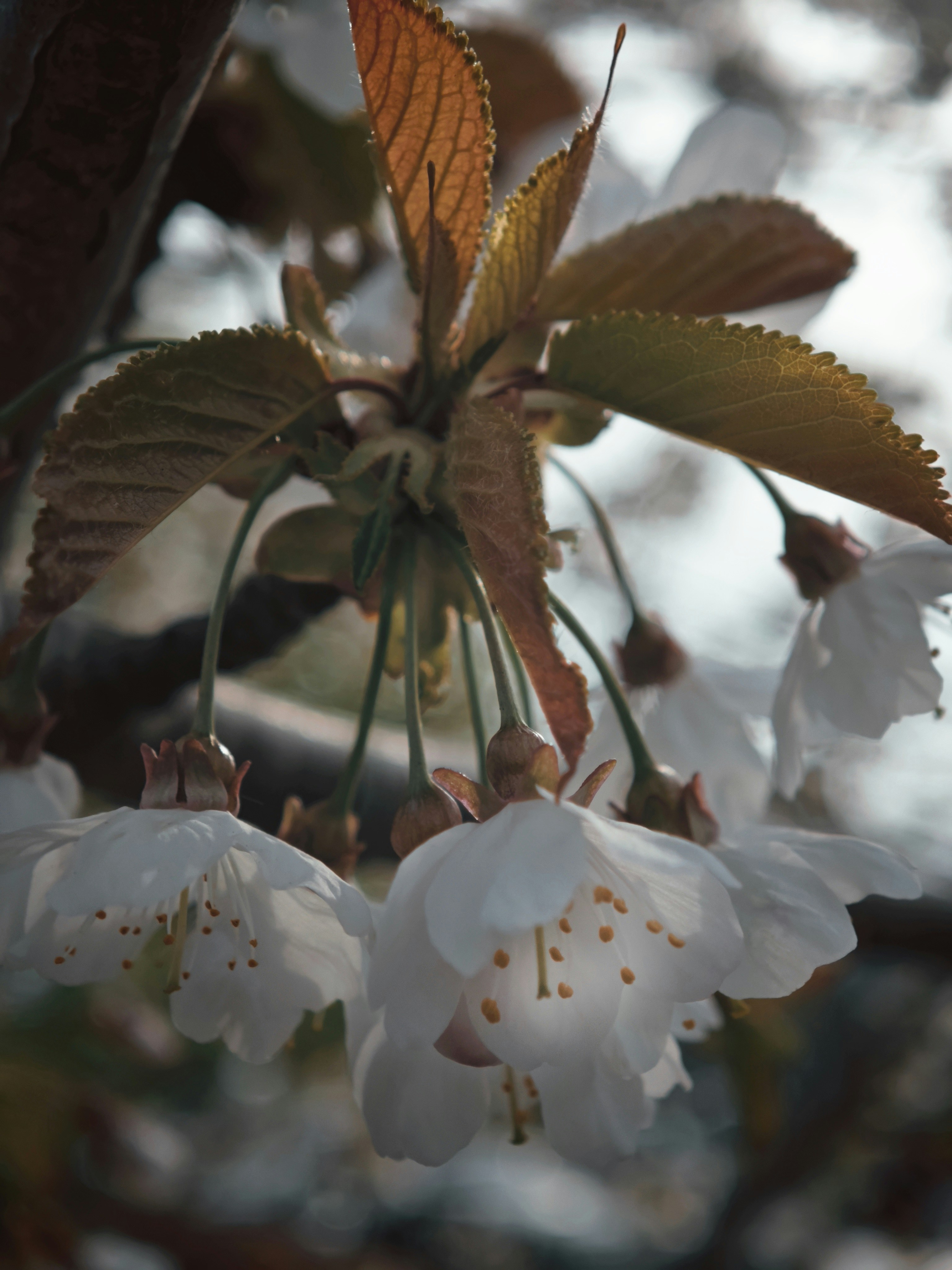 Delicate white cherry blossoms hang from a branch.