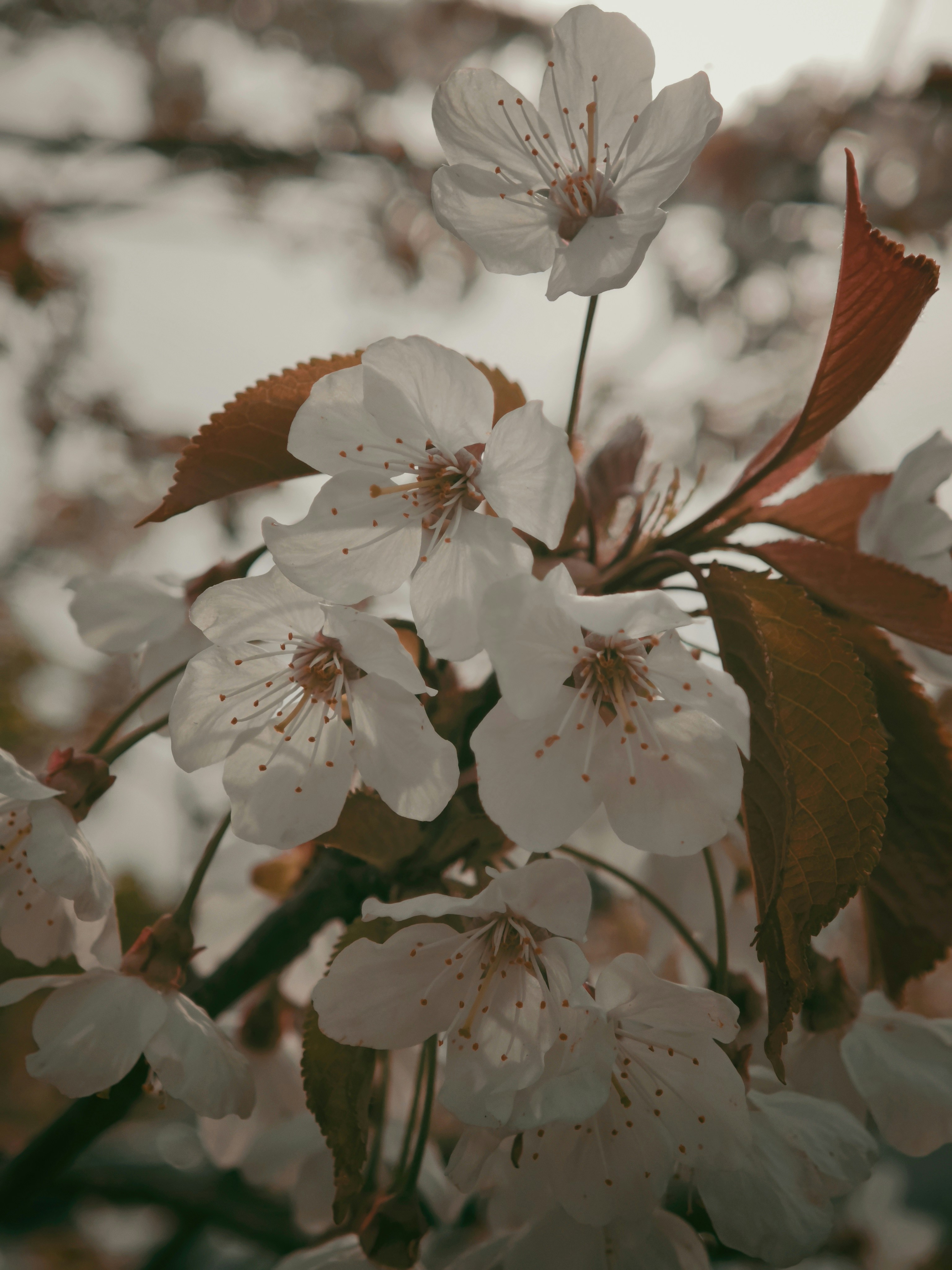 Delicate white cherry blossoms bloom on a branch.