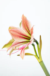 A striped amaryllis flower against a white background