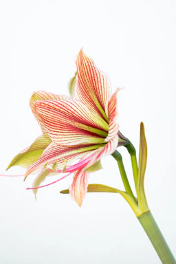 A striped amaryllis flower against a white background